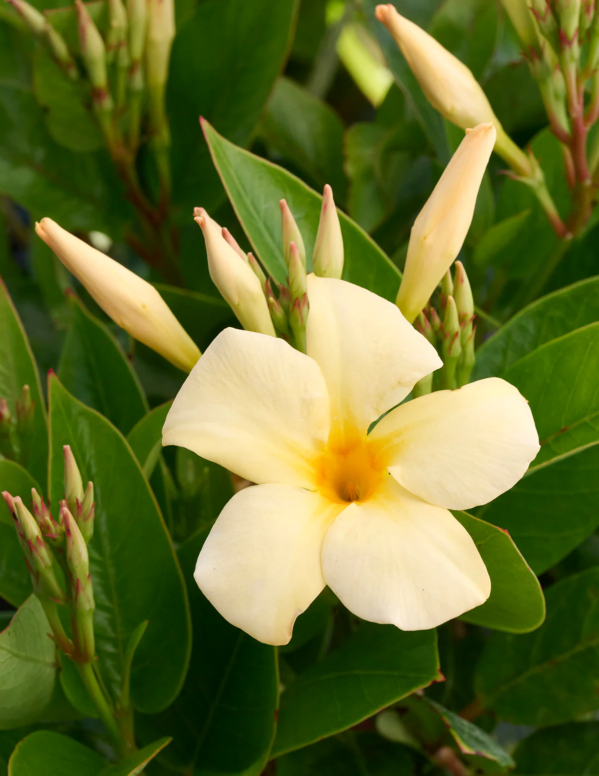 Sun Parasol® Sunbeam Mandevilla - Image 5