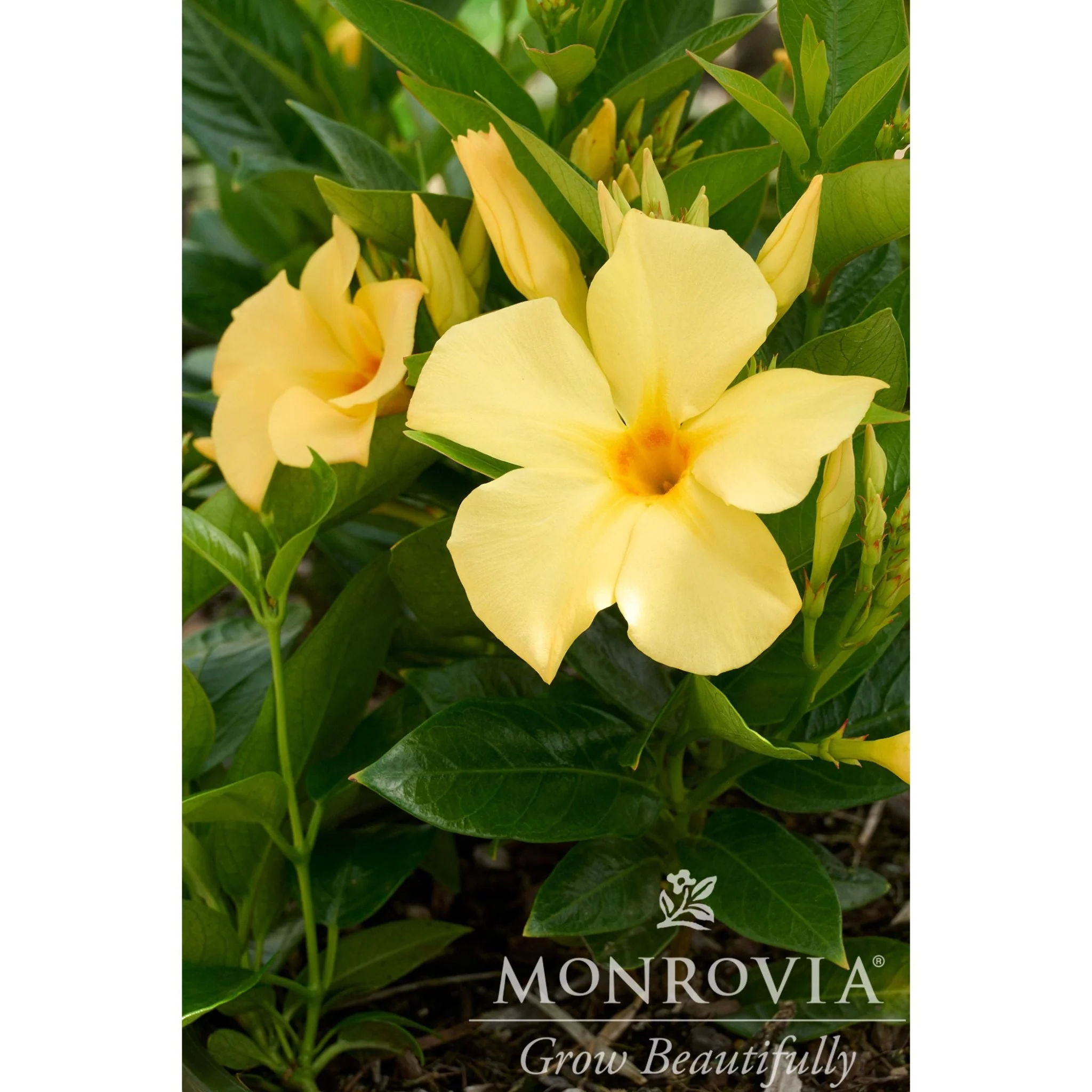 Sun Parasol® Sunbeam Mandevilla - Image 6