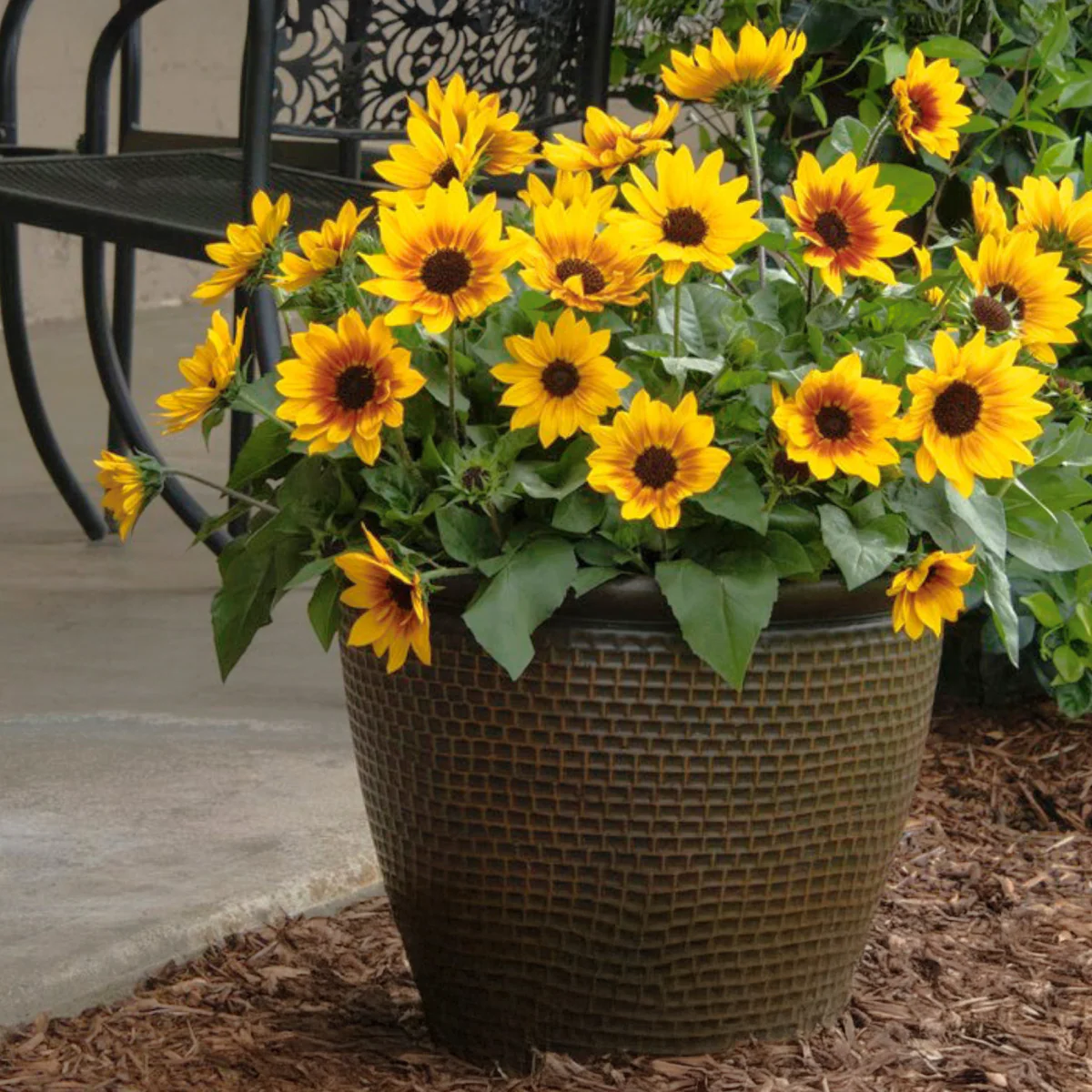 SunBelievable® Brown Eyed Girl Helianthus - Image 2