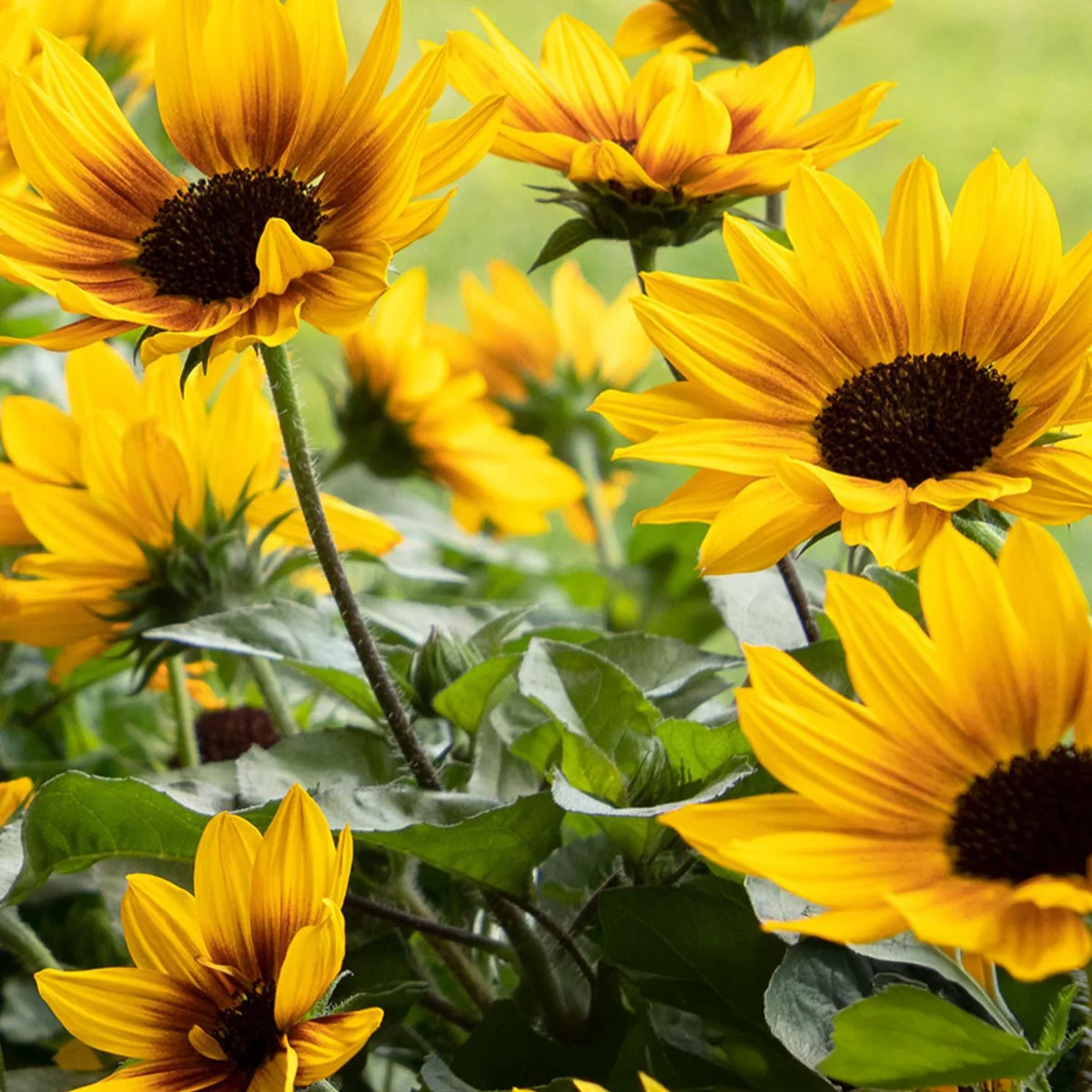 SunBelievable® Brown Eyed Girl Helianthus - Image 3
