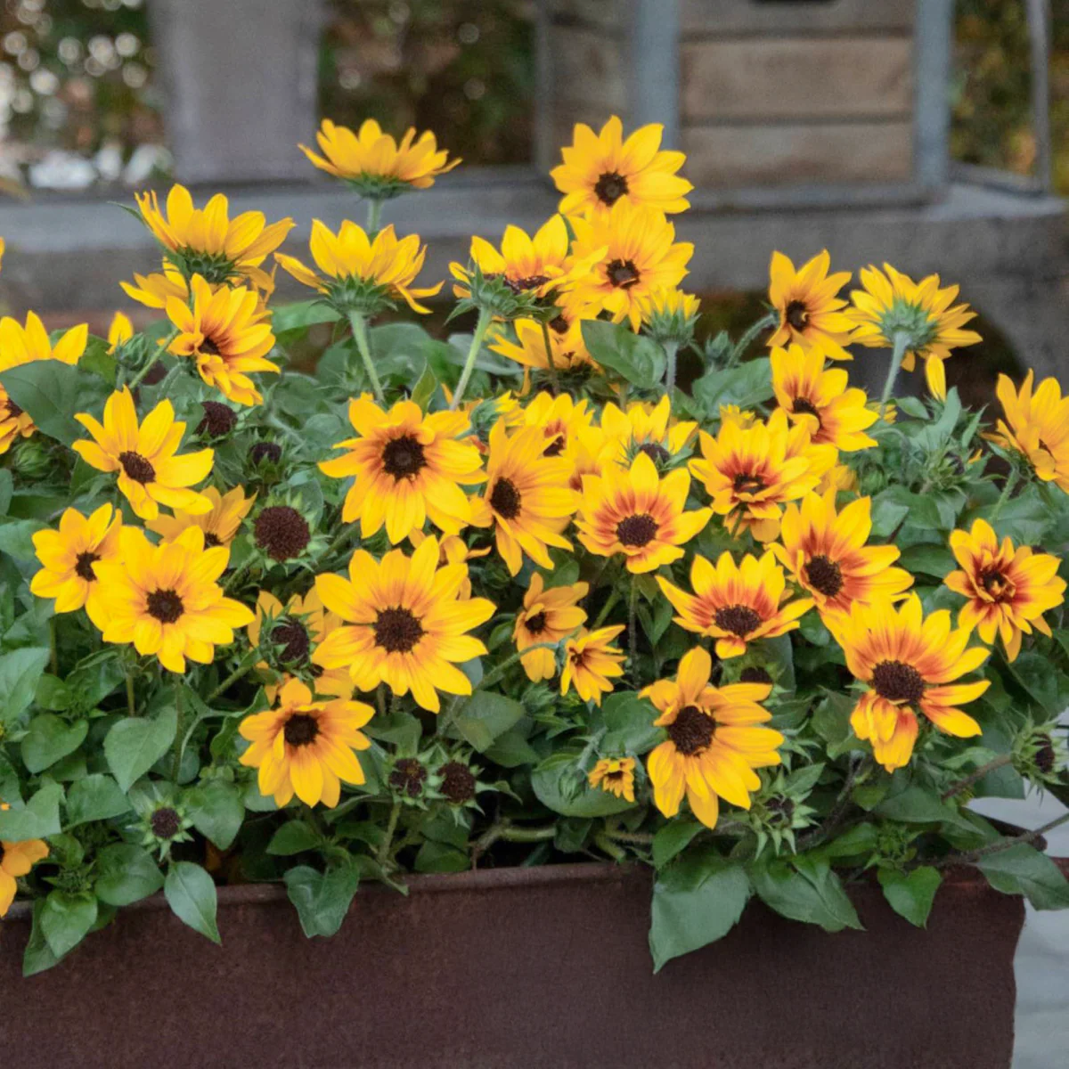 SunBelievable® Brown Eyed Girl Helianthus - Image 4