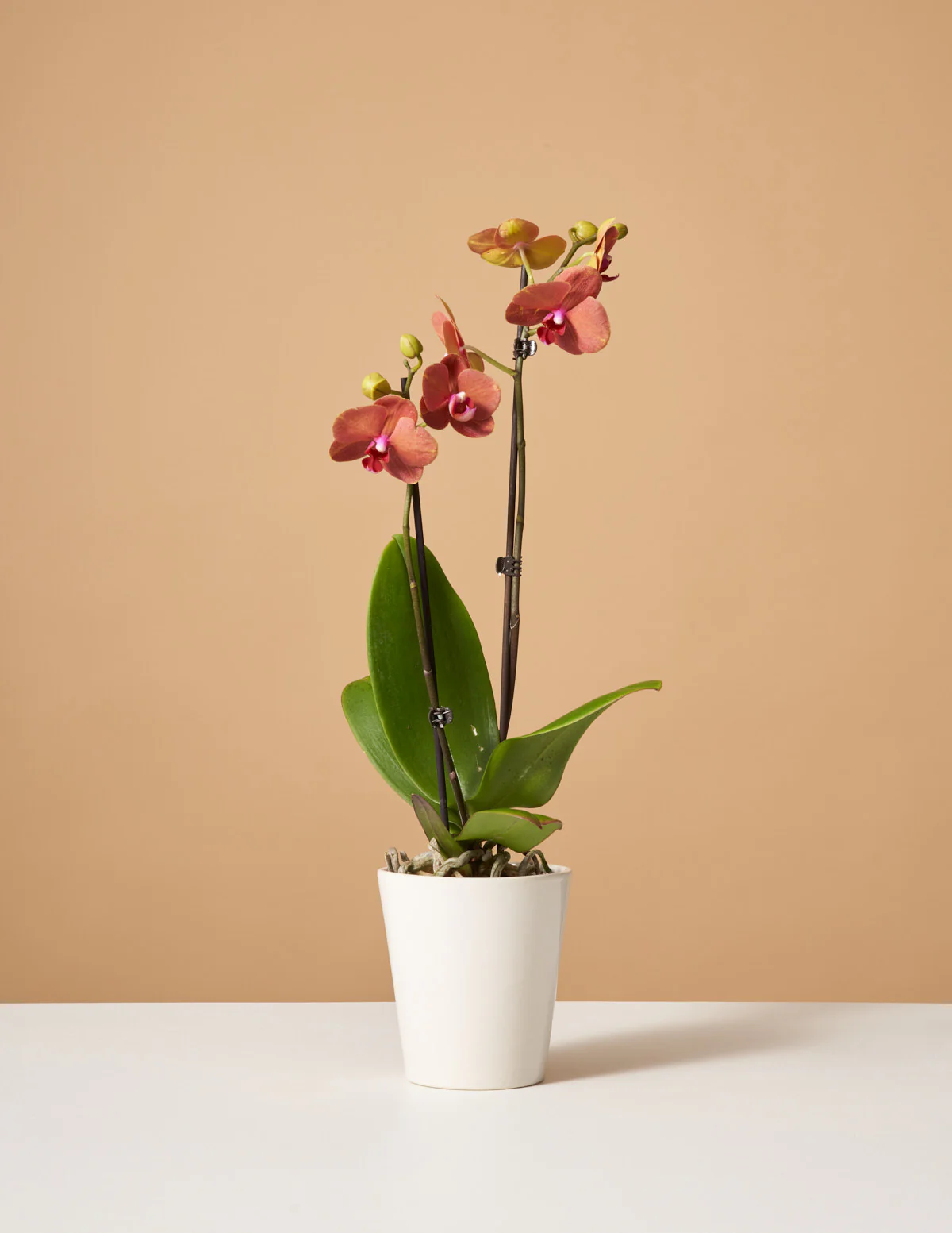 Sunrise Orchid - Image 5