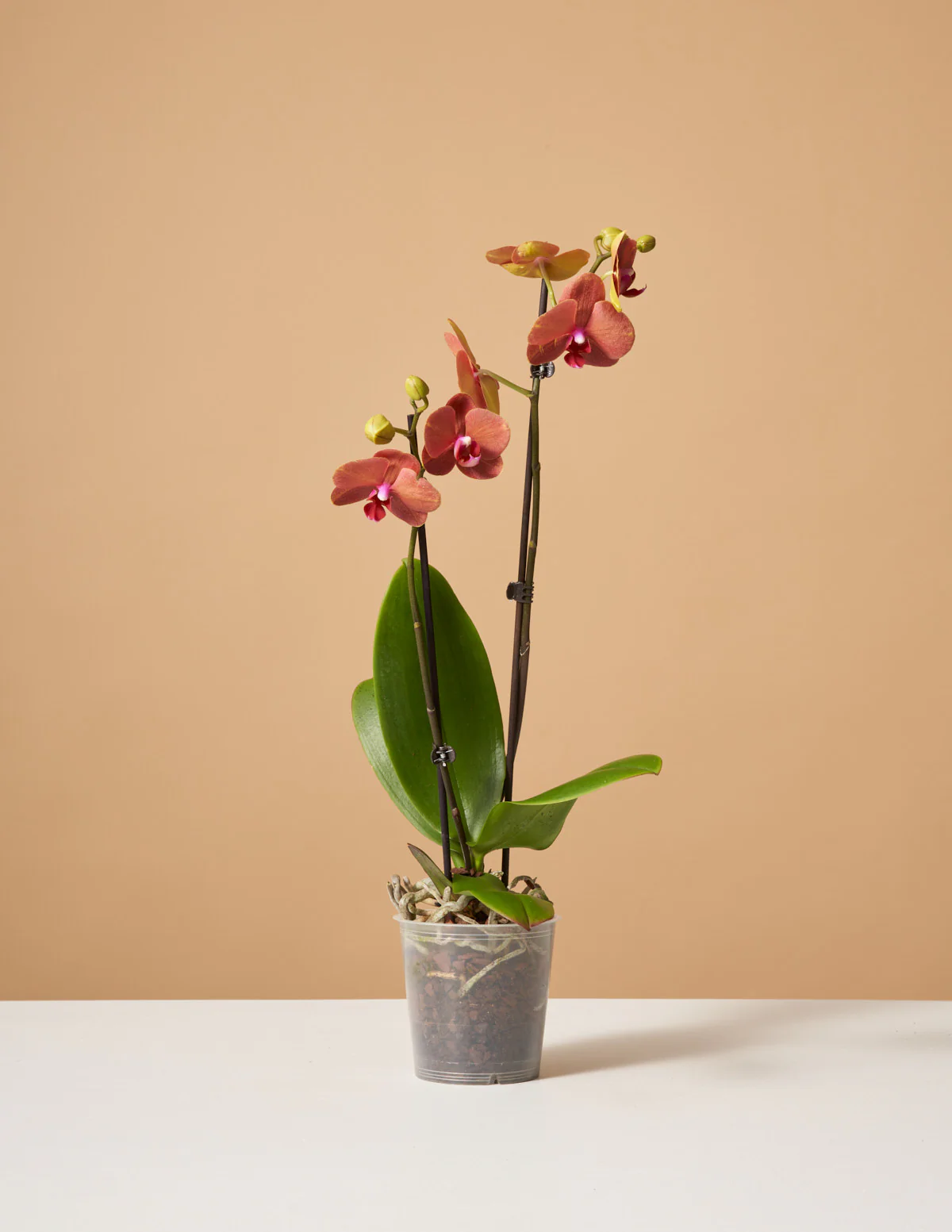 Sunrise Orchid - Image 6