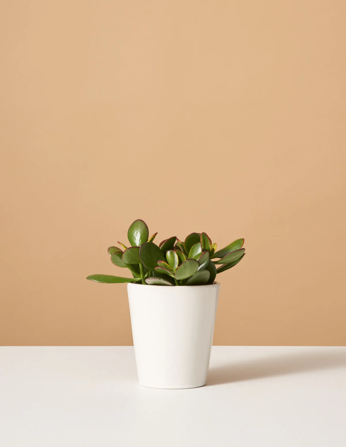 Sunset Jade - Image 5