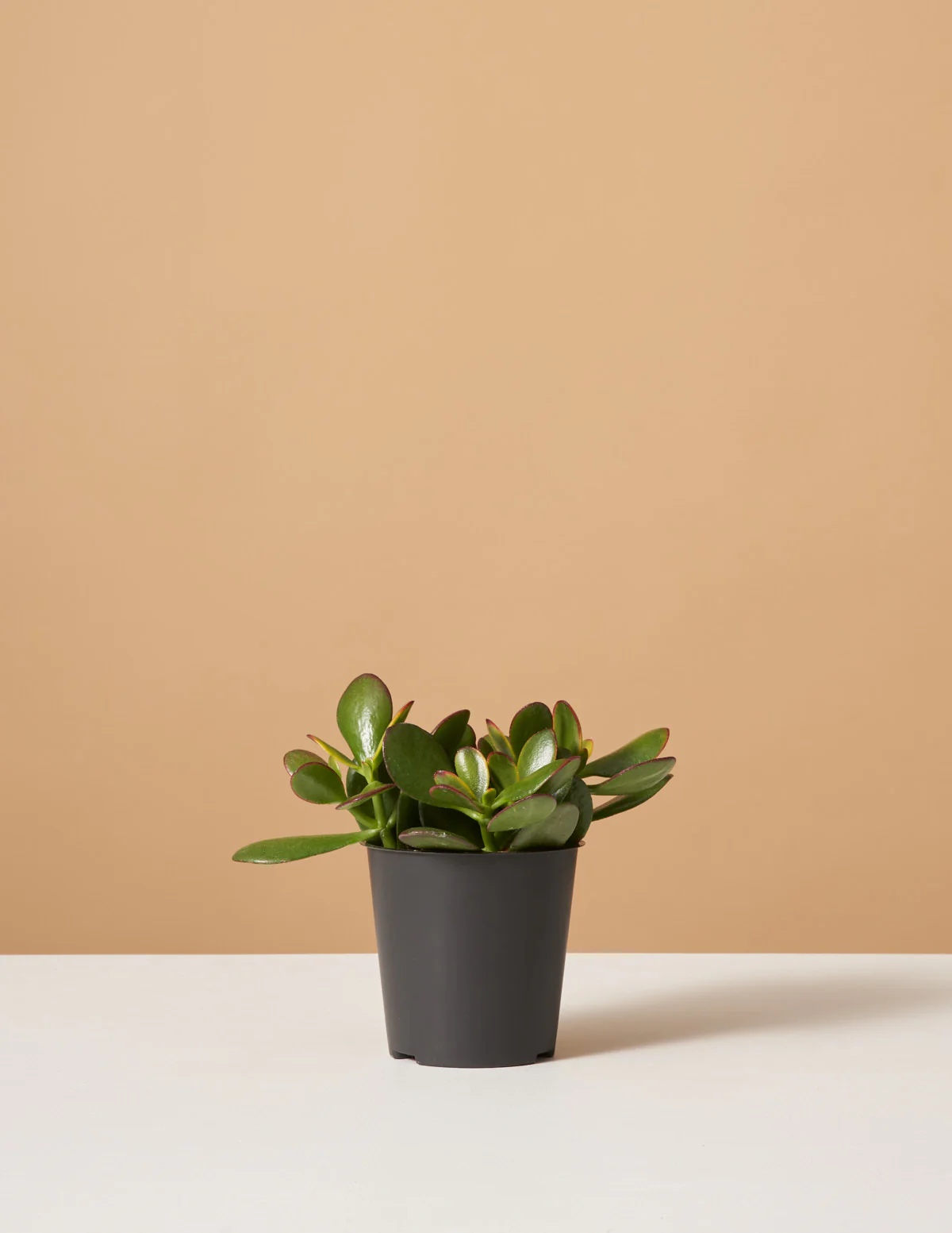 Sunset Jade - Image 6