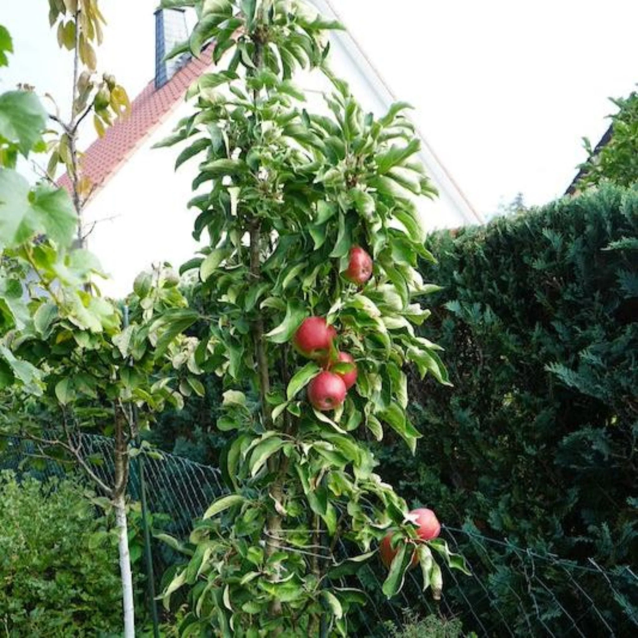 Tasty Red™ Fruit Snacks™ Apple Tree - Image 4