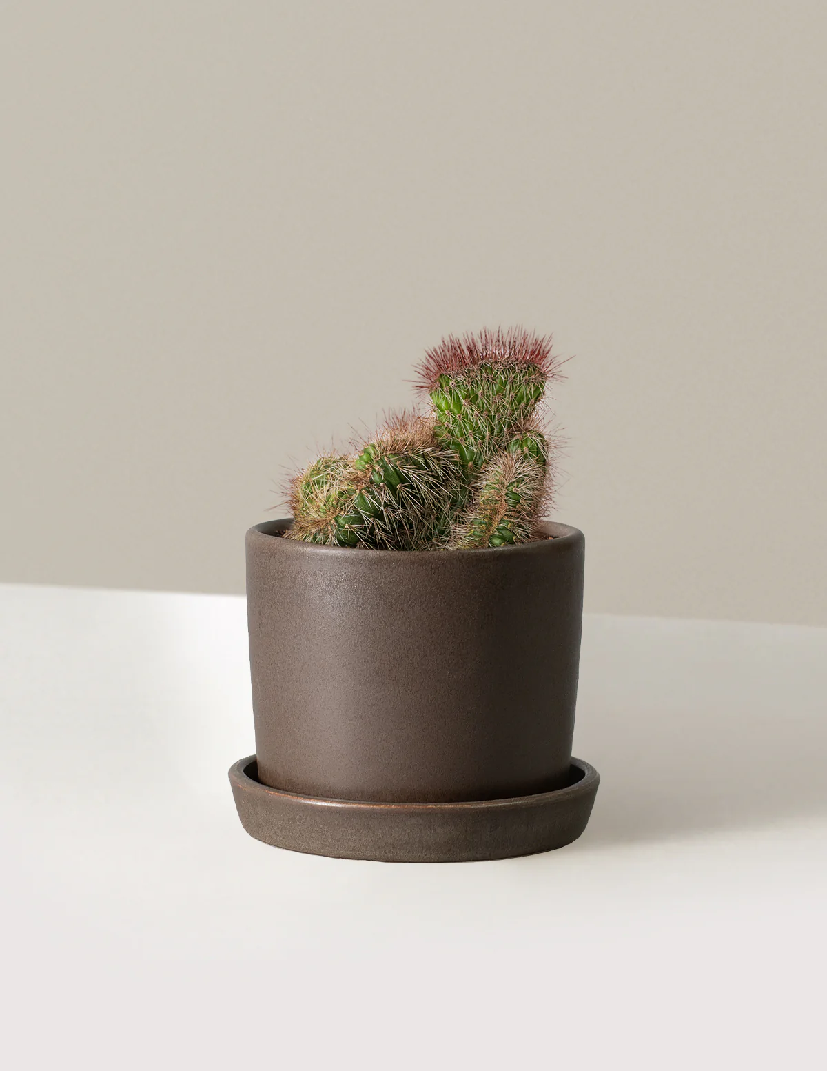 Teddy Bear Cactus - Image 3