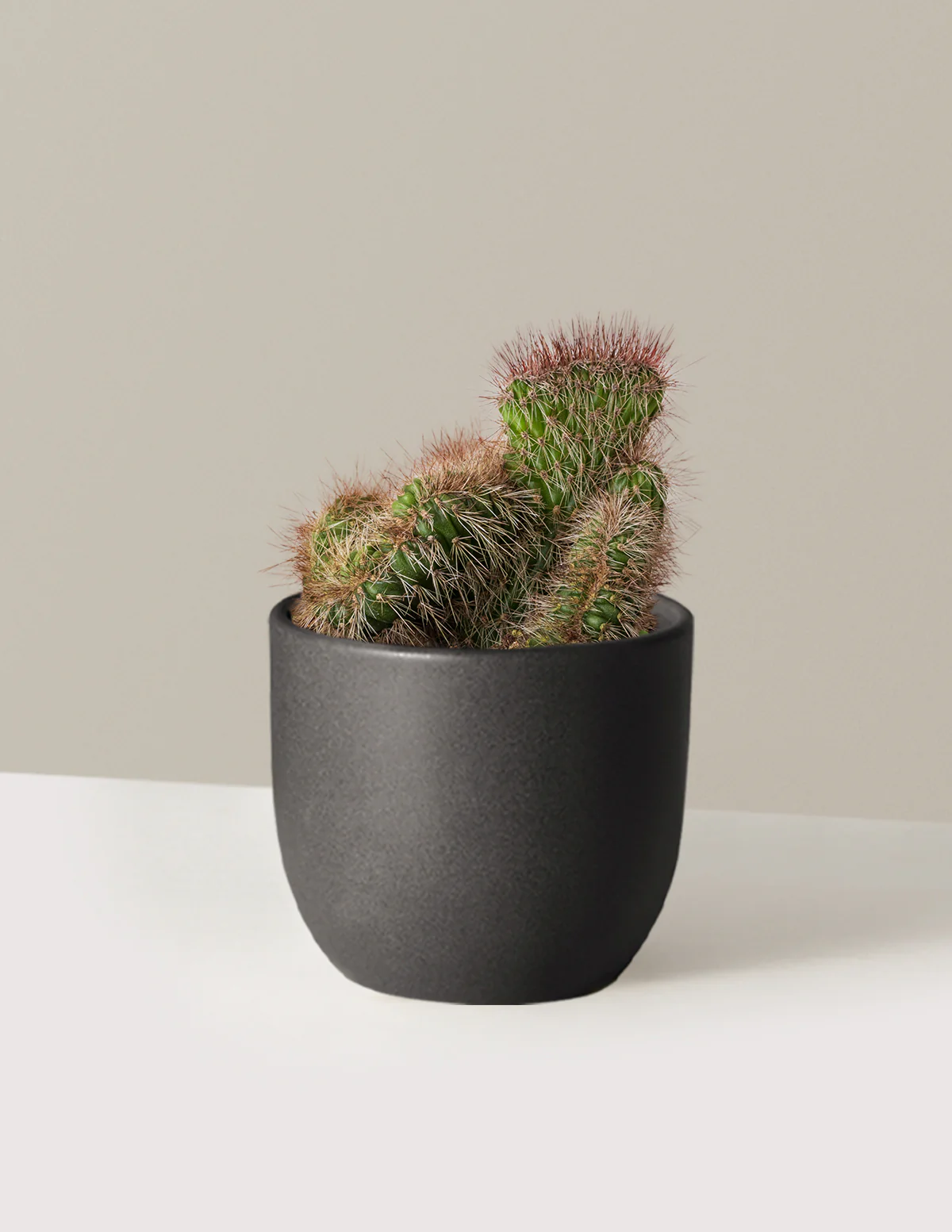 Teddy Bear Cactus - Image 4