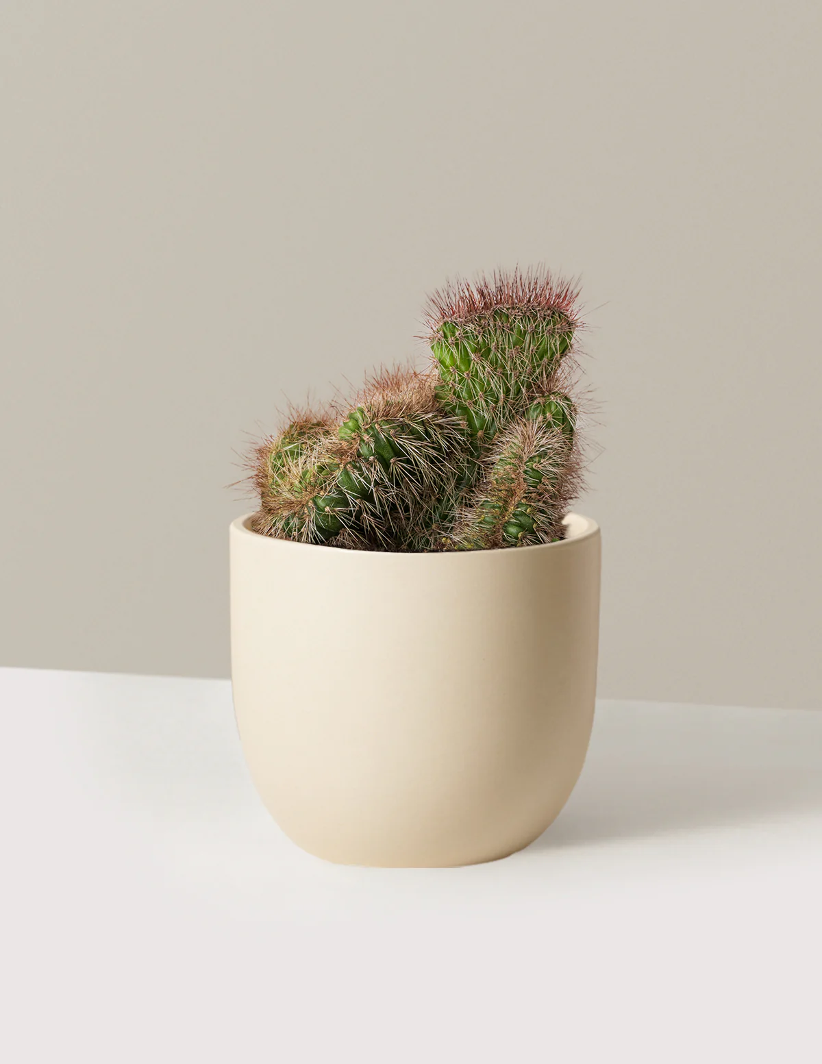 Teddy Bear Cactus - Image 5