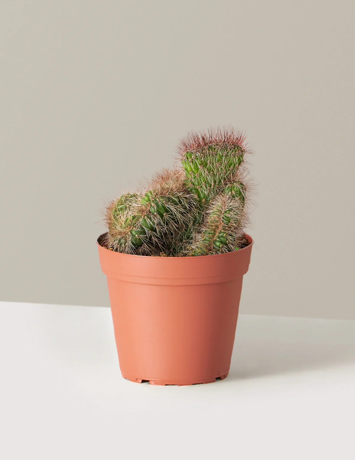 Teddy Bear Cactus - Image 6