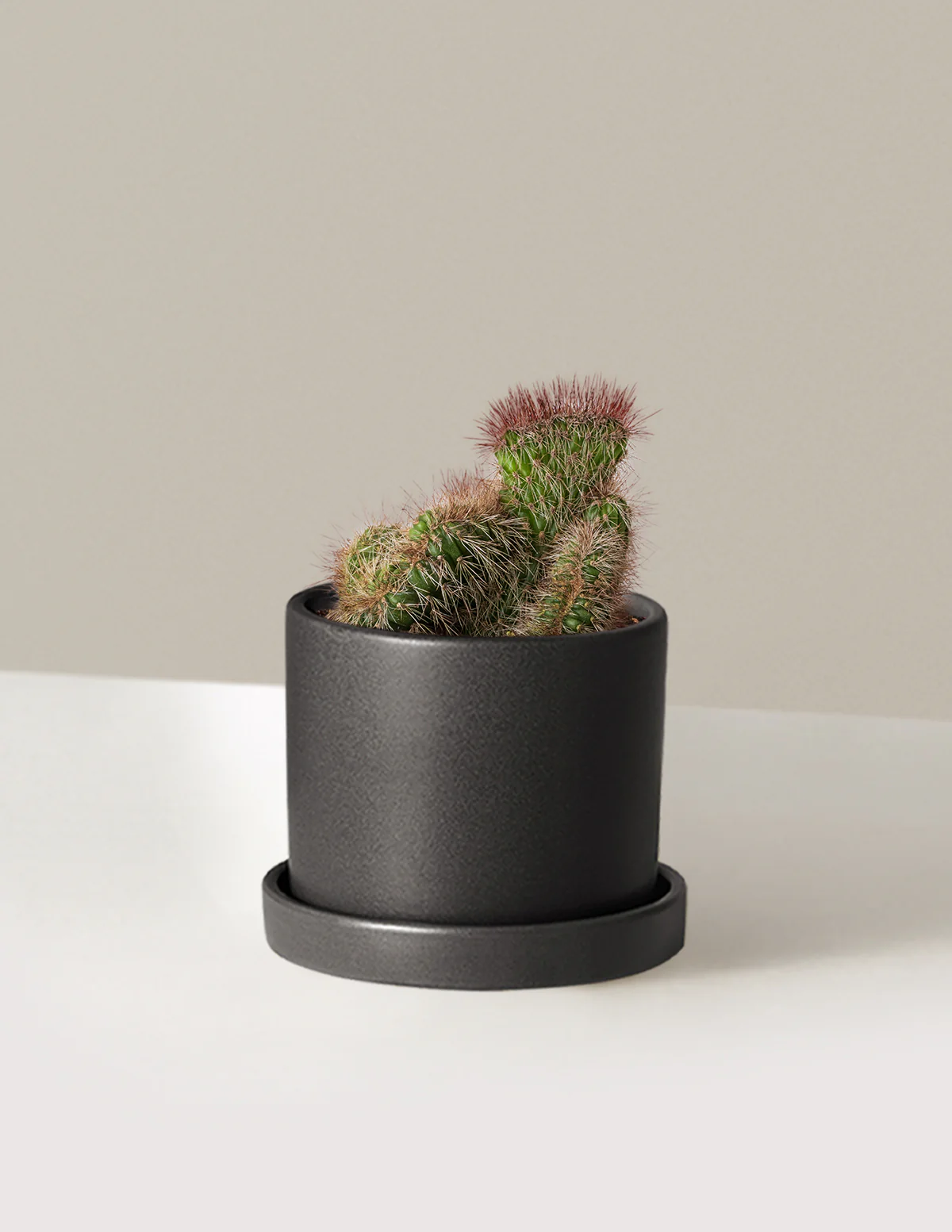 Teddy Bear Cactus - Image 7