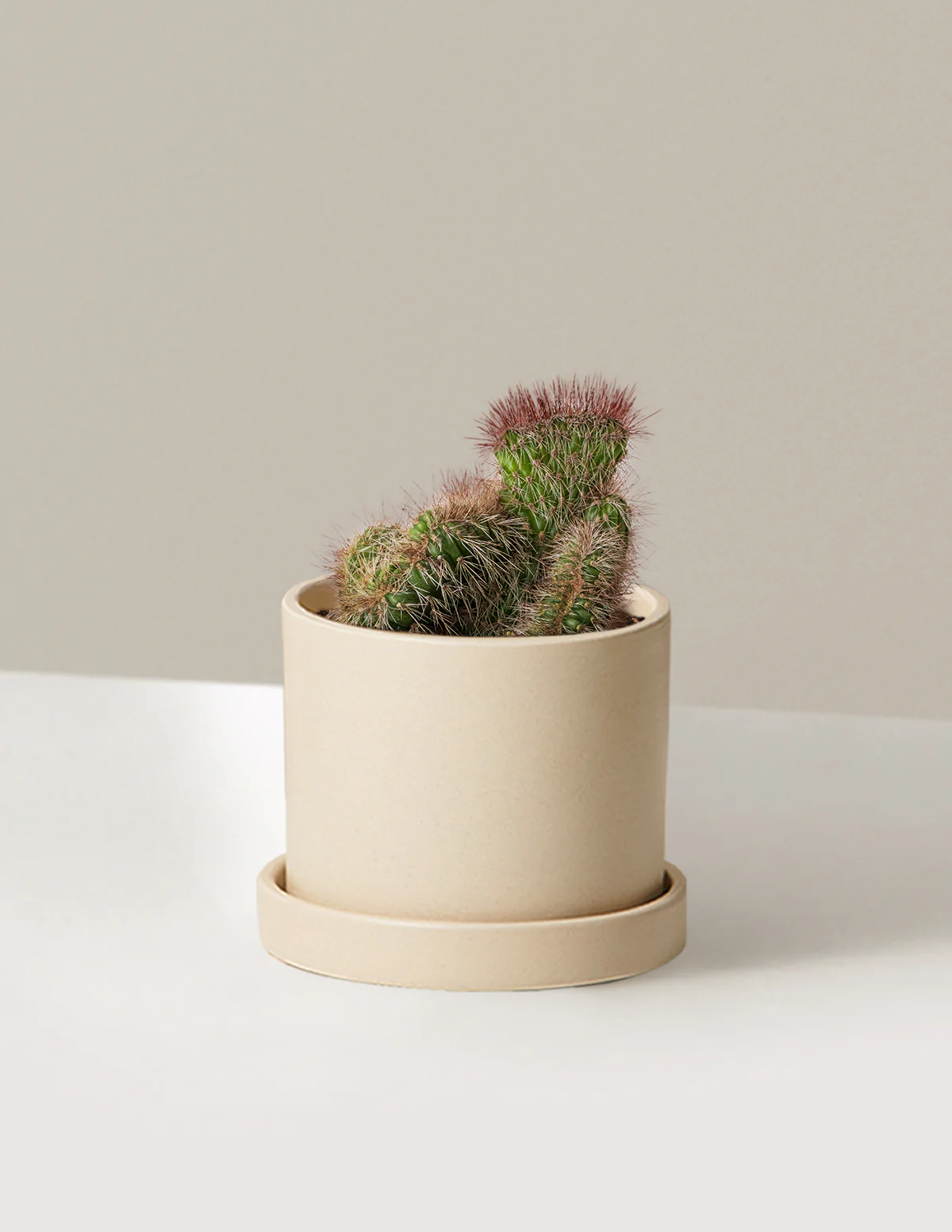 Teddy Bear Cactus - Image 8