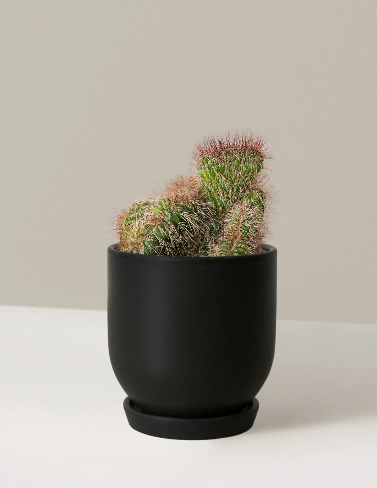 Teddy Bear Cactus - Image 9