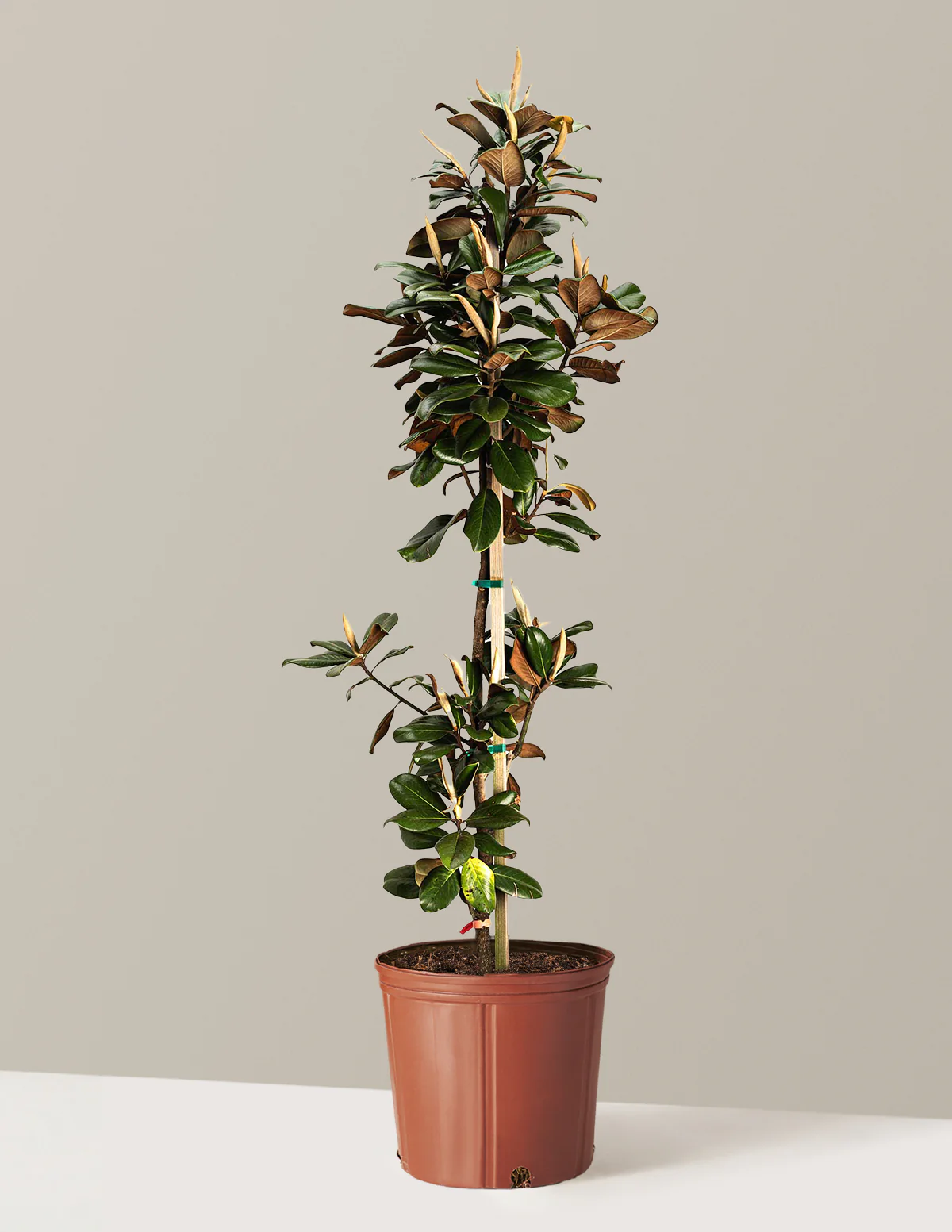 Teddy Bear® Southern Magnolia - Image 2