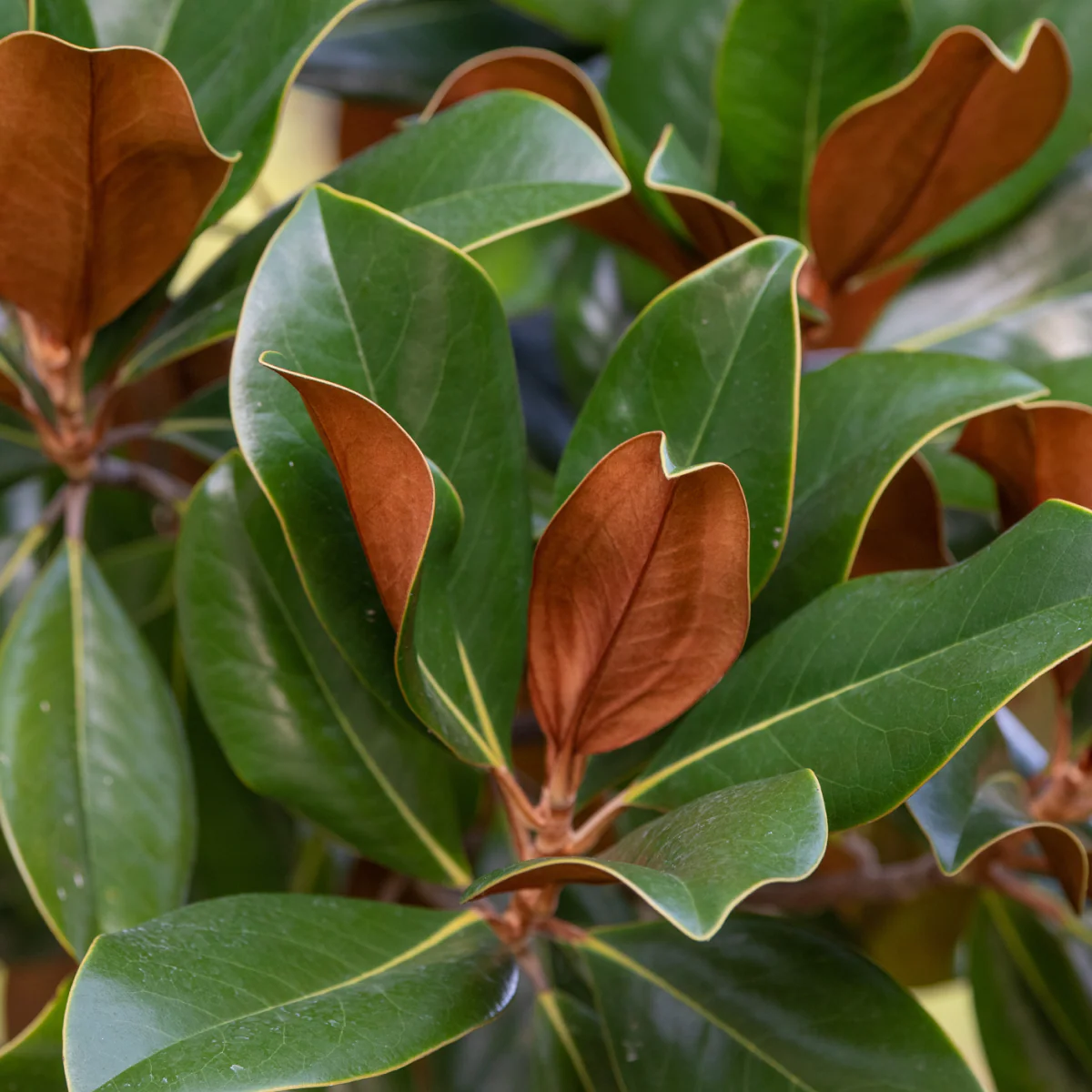 Teddy Bear® Southern Magnolia - Image 3