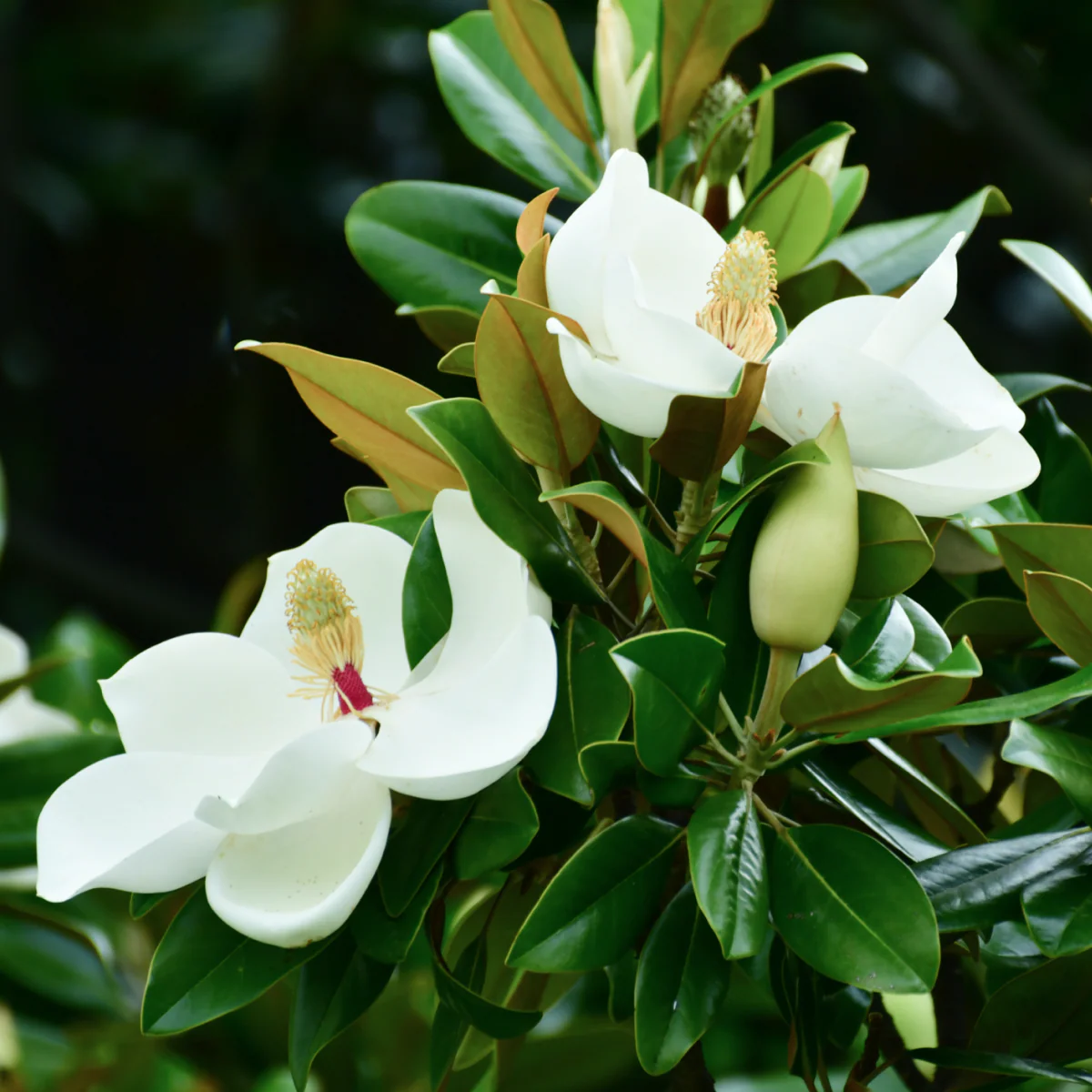 Teddy Bear® Southern Magnolia - Image 4
