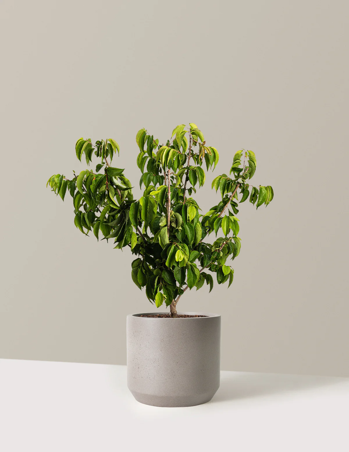 Temple of Bloom® Seven-Son Flower