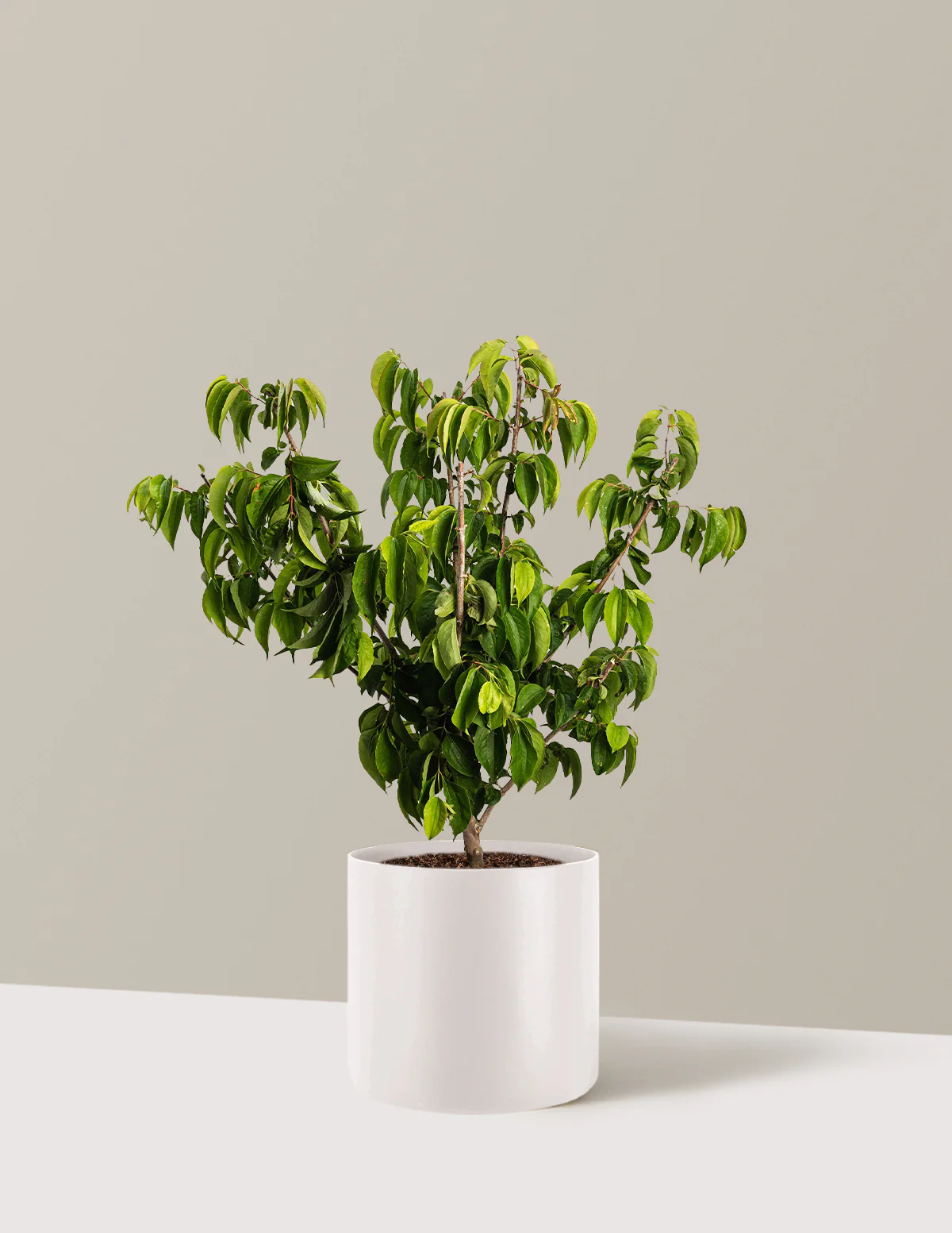 Temple of Bloom® Seven-Son Flower - Image 10