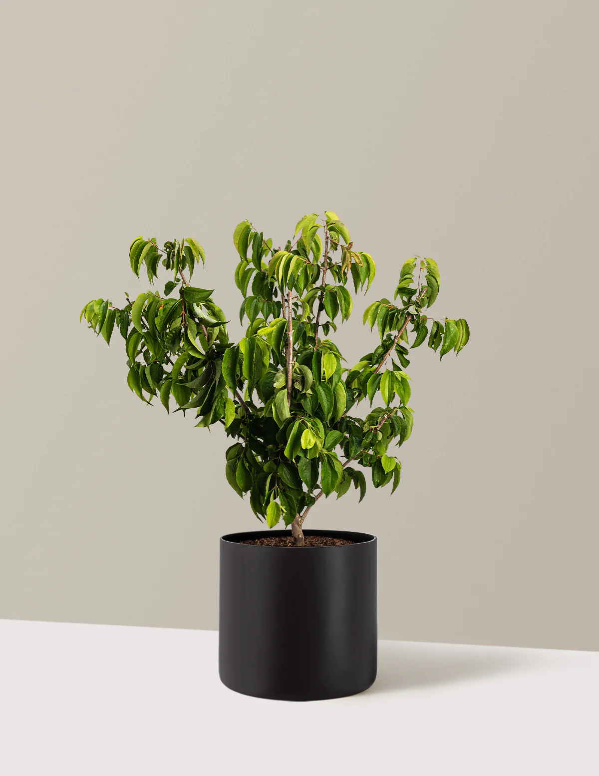 Temple of Bloom® Seven-Son Flower - Image 12