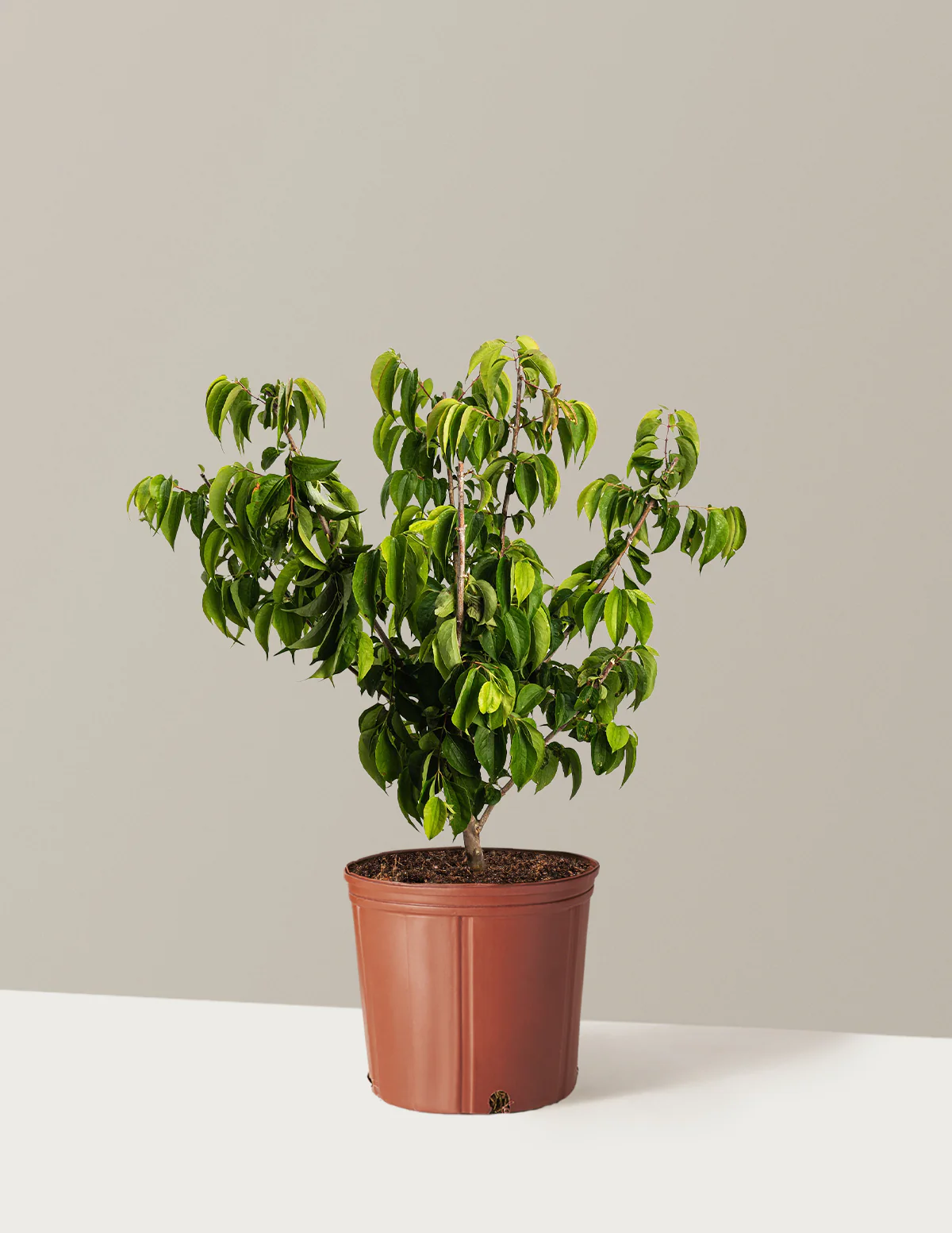 Temple of Bloom® Seven-Son Flower - Image 3