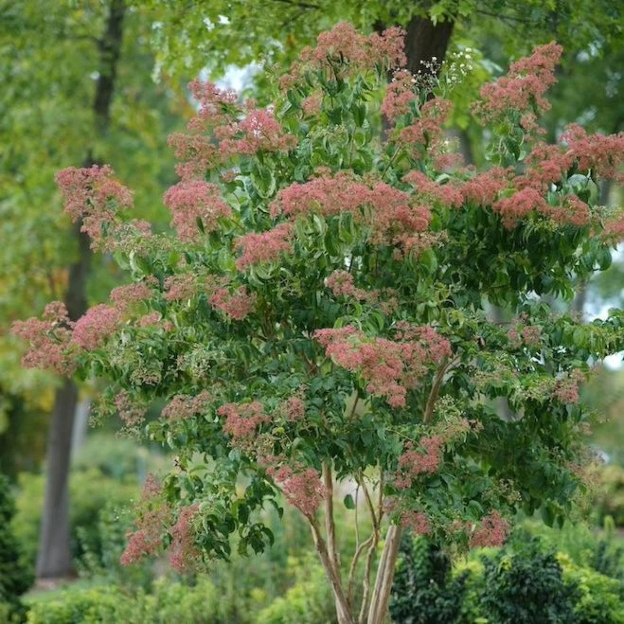 Temple of Bloom® Seven-Son Flower - Image 7