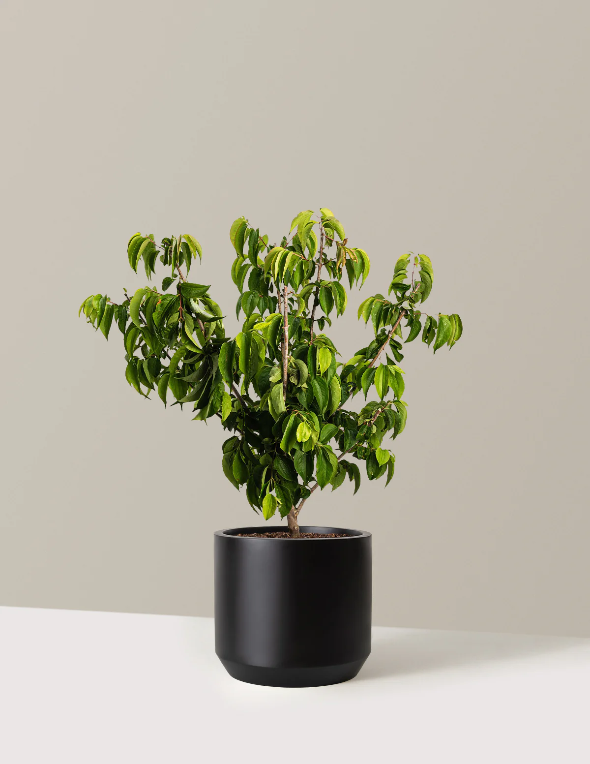 Temple of Bloom® Seven-Son Flower - Image 8