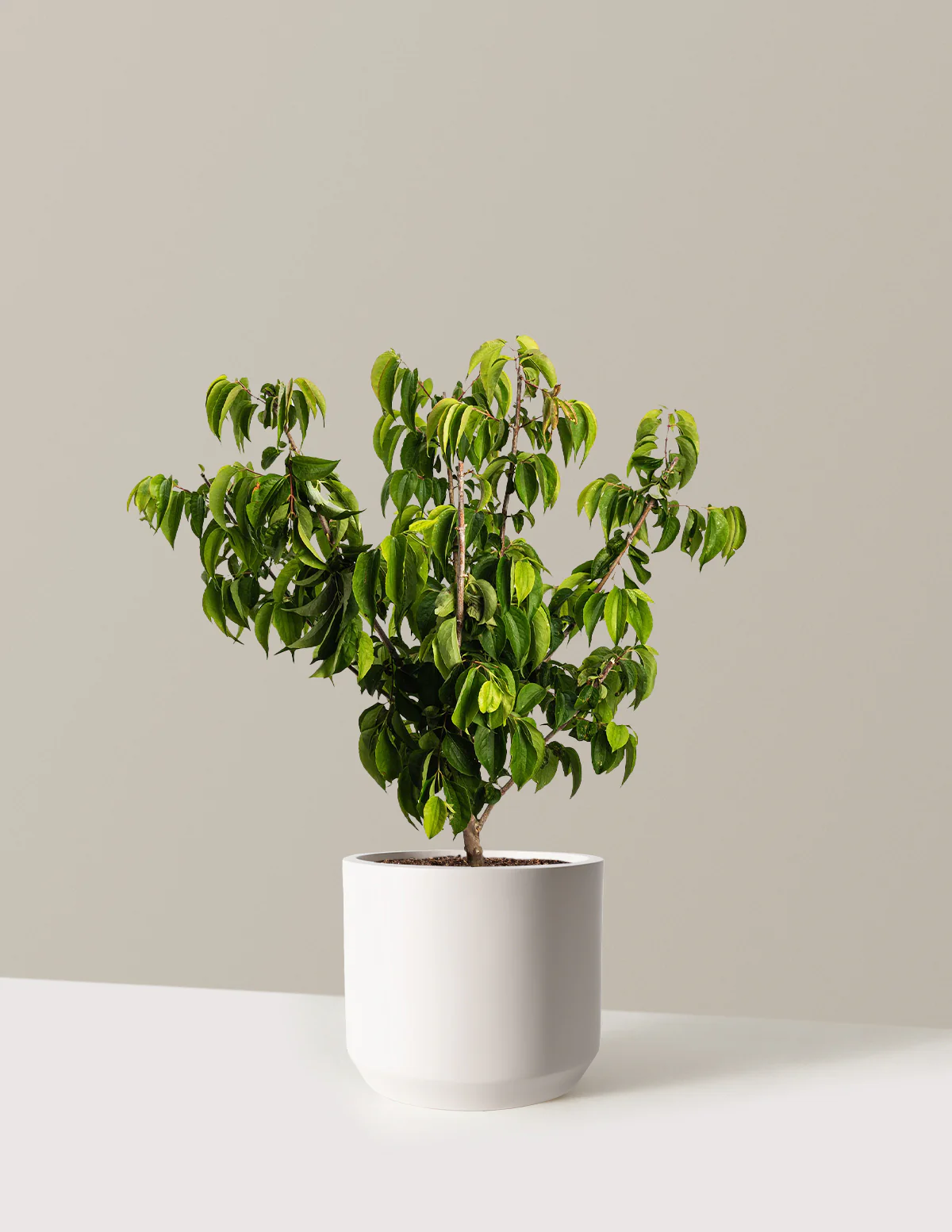 Temple of Bloom® Seven-Son Flower - Image 9