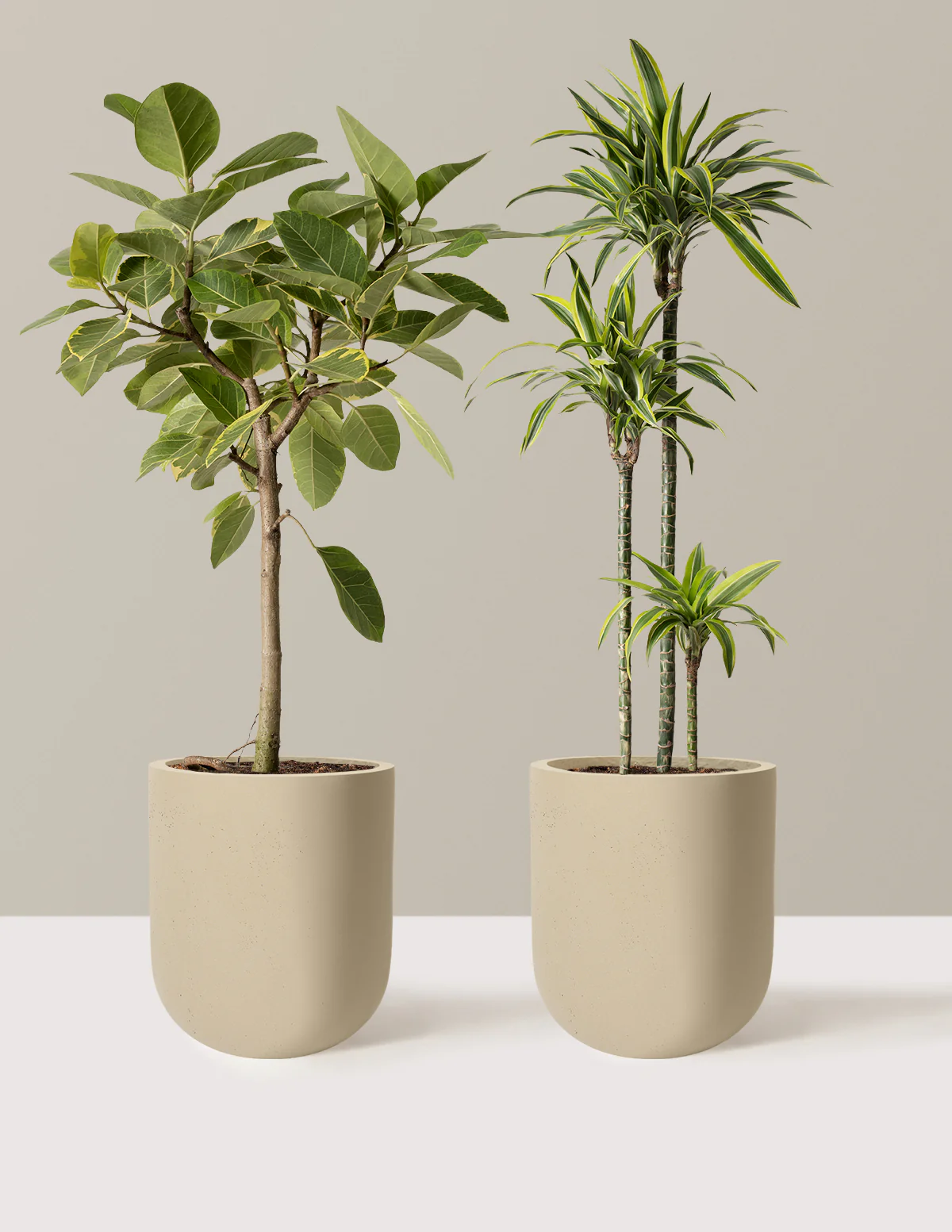 The Big and Bright Duo - Image 18