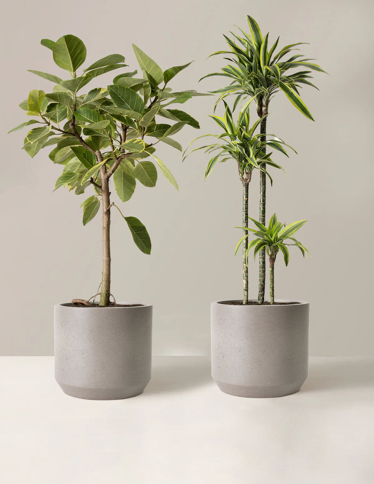 The Big and Bright Duo - Image 7