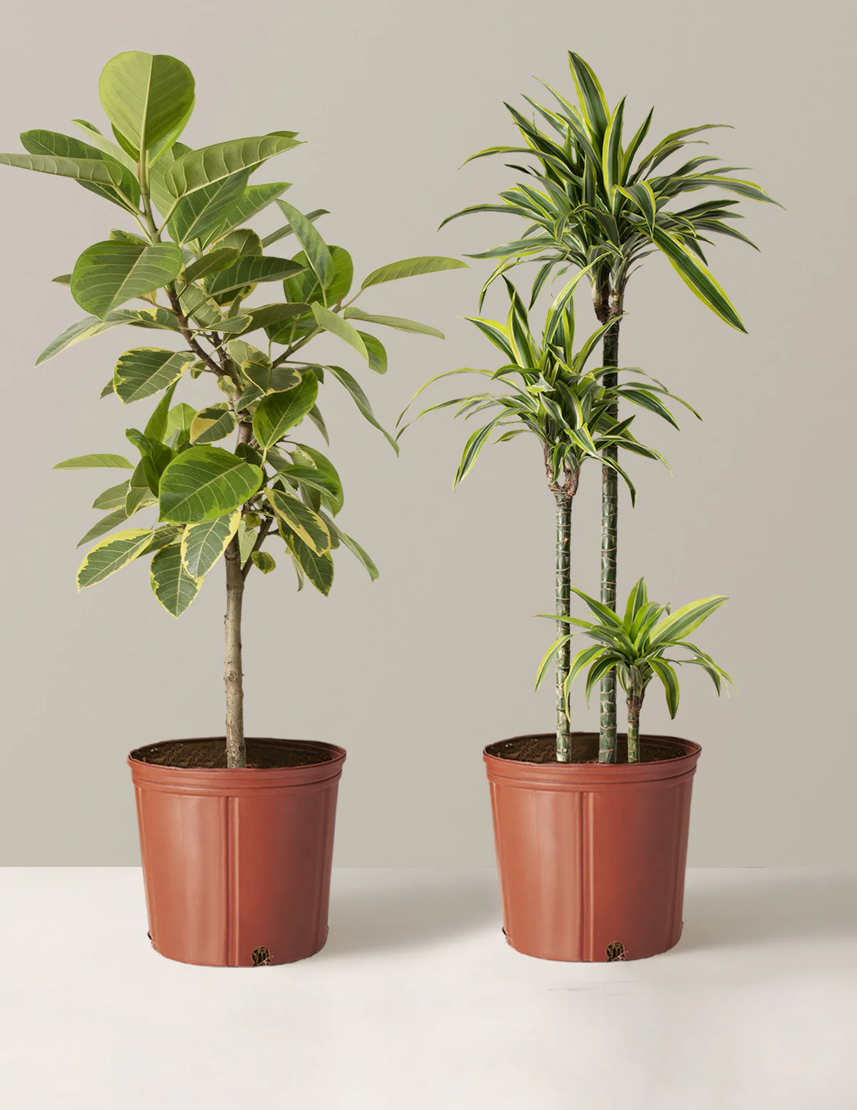 The Big and Bright Duo - Image 8