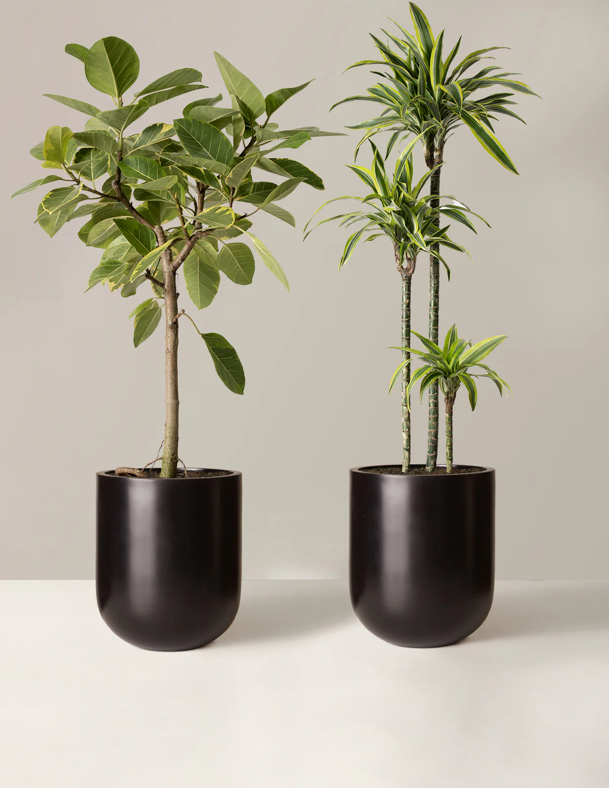 The Big and Bright Duo - Image 9