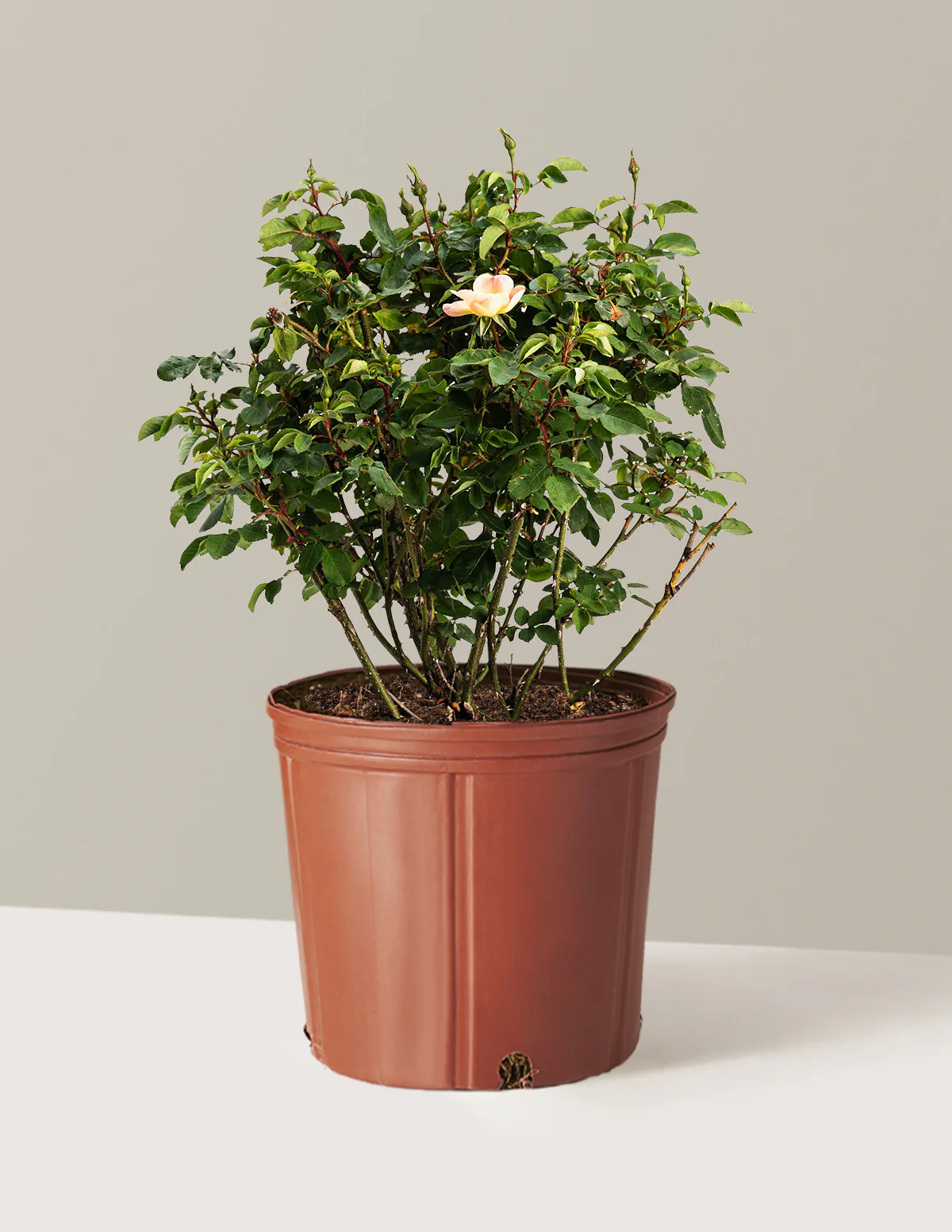 The Champion™ Sunblush Rose - Image 3
