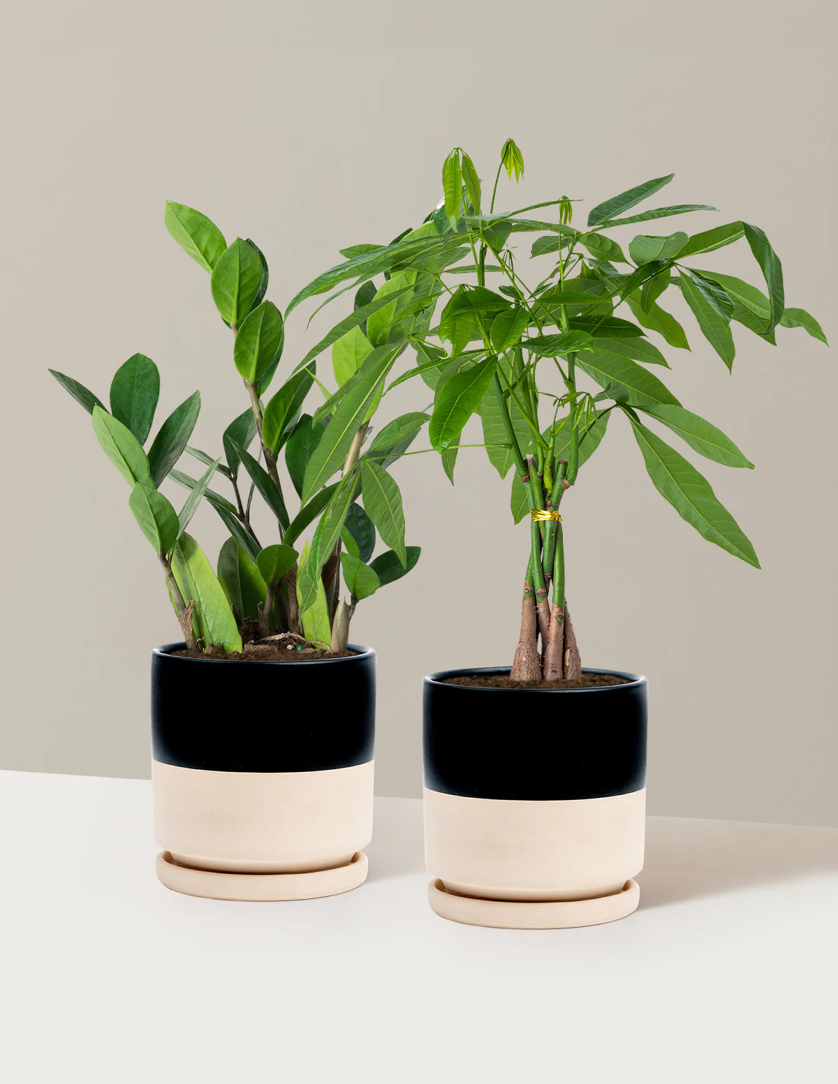 The Easy Care Duo - Image 10