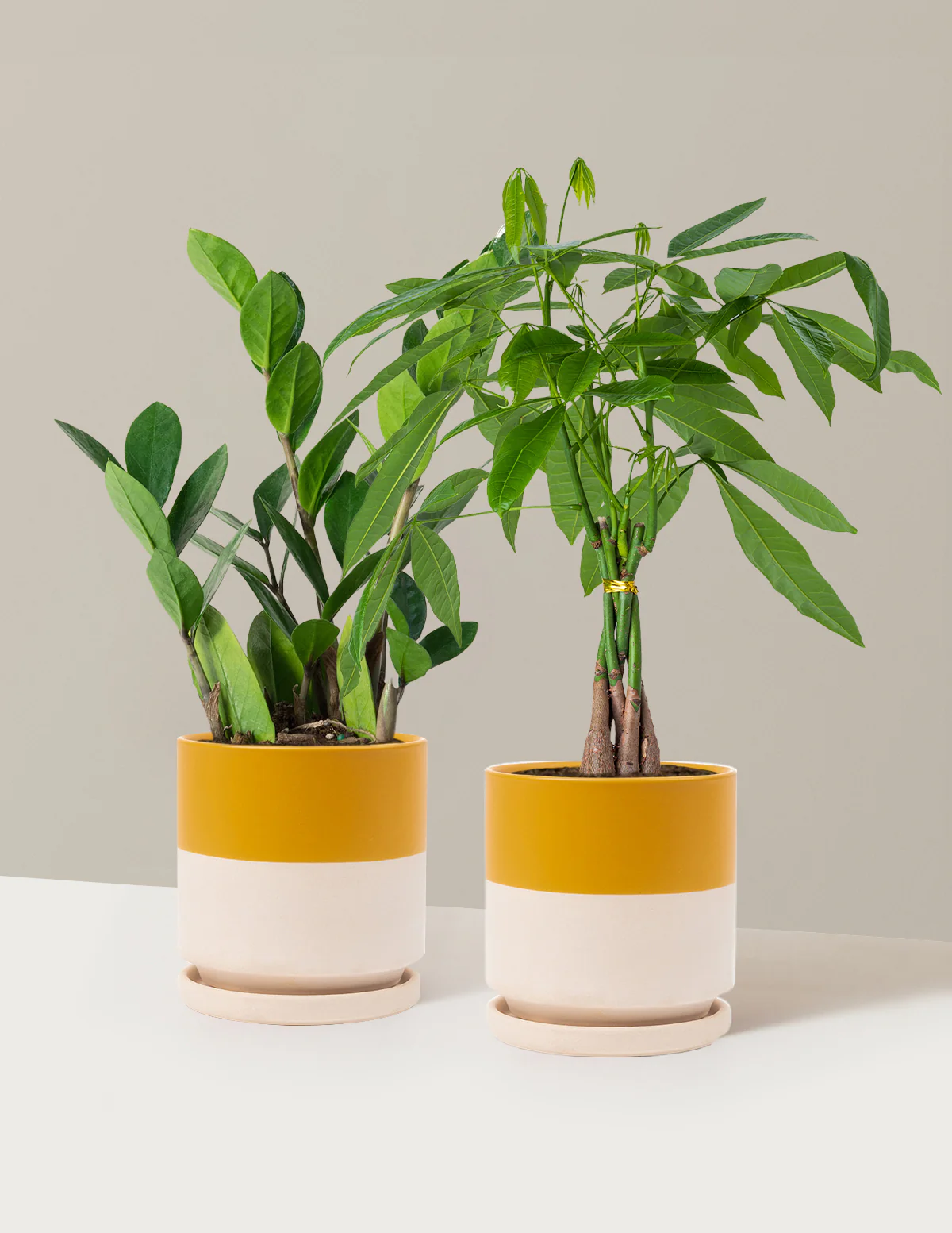 The Easy Care Duo - Image 11
