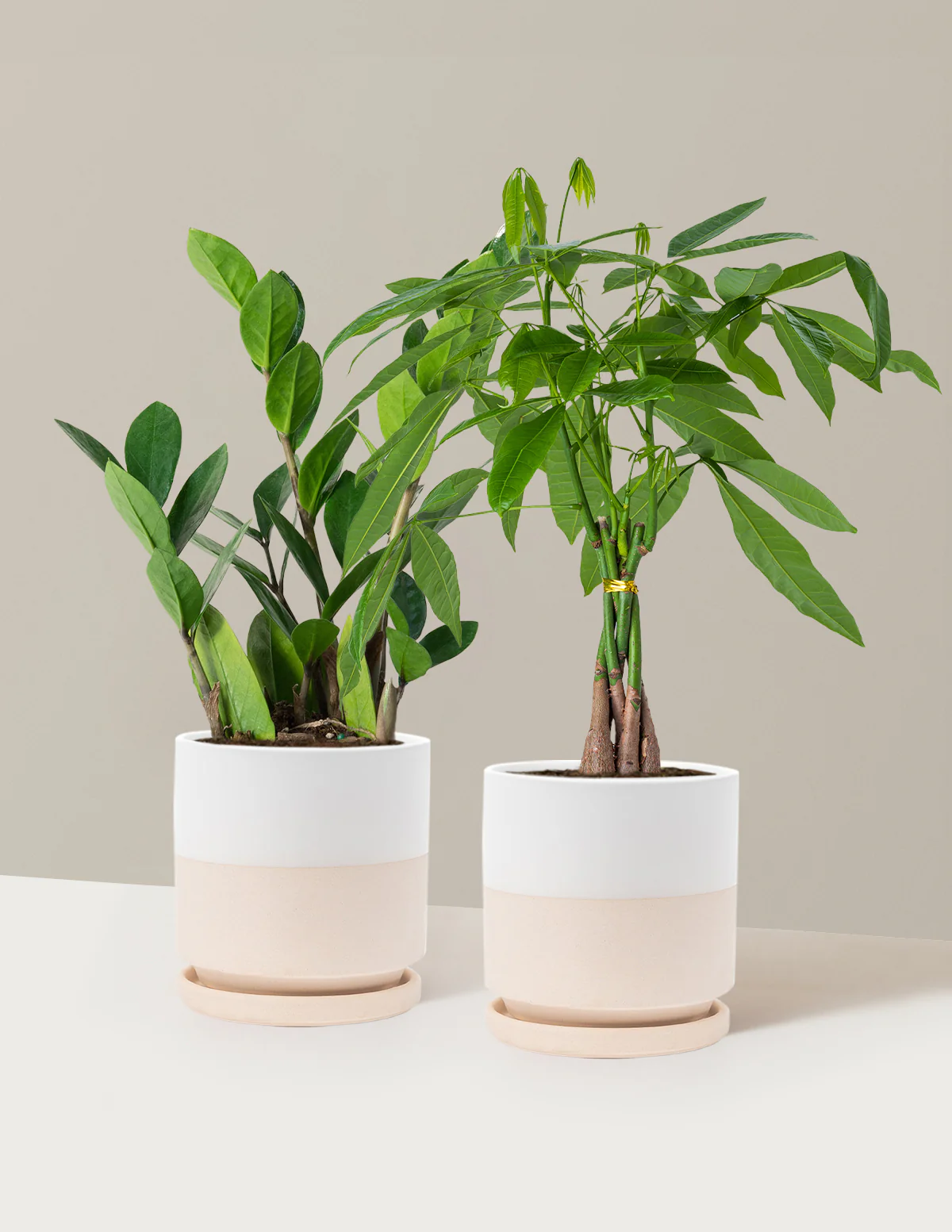 The Easy Care Duo - Image 12