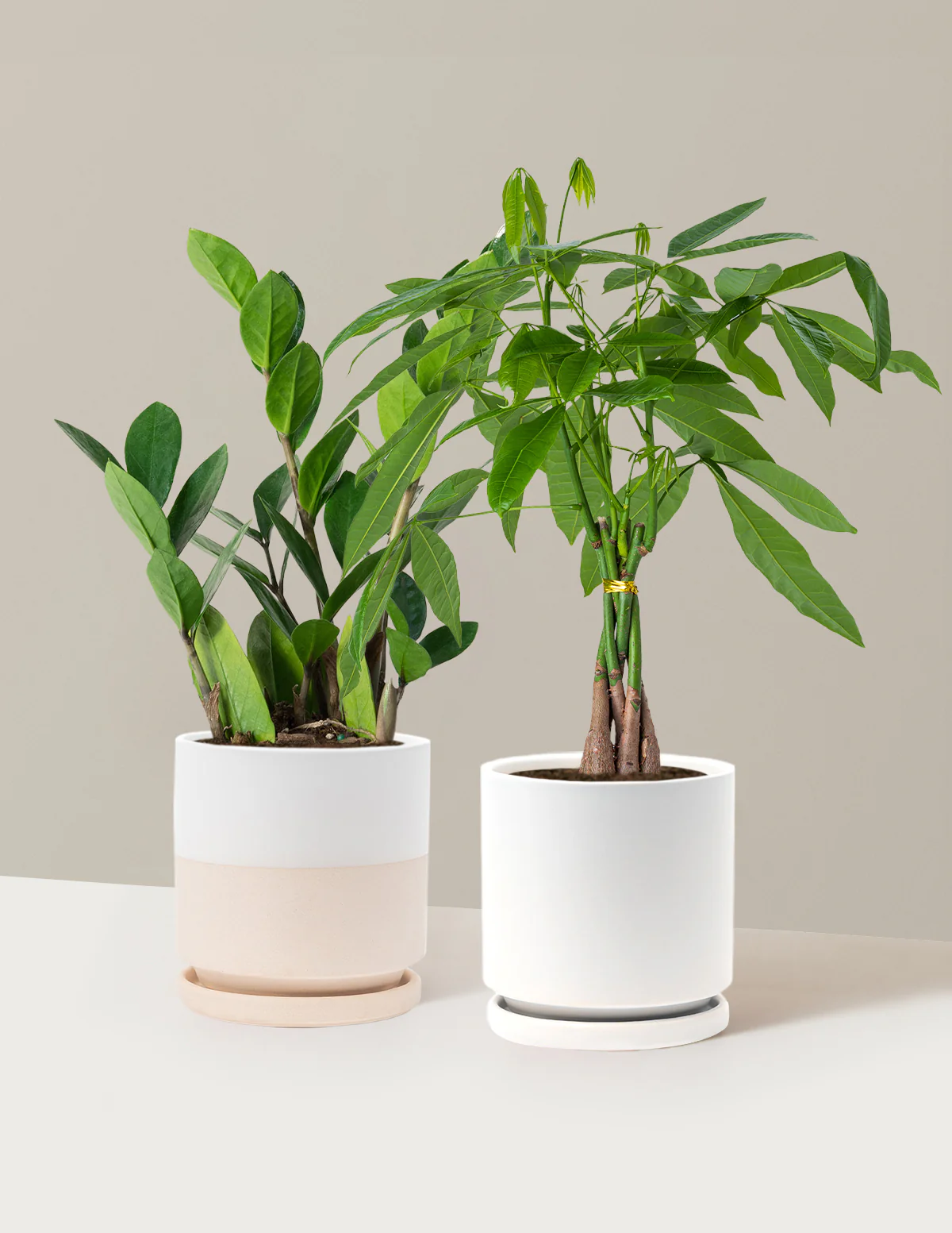 The Easy Care Duo - Image 13