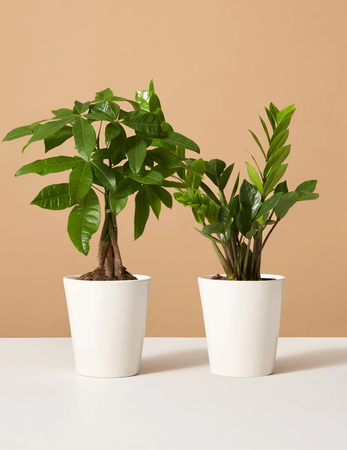 The Easy Care Duo - Image 16