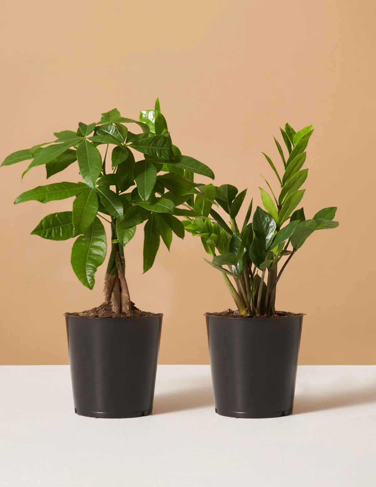 The Easy Care Duo - Image 17