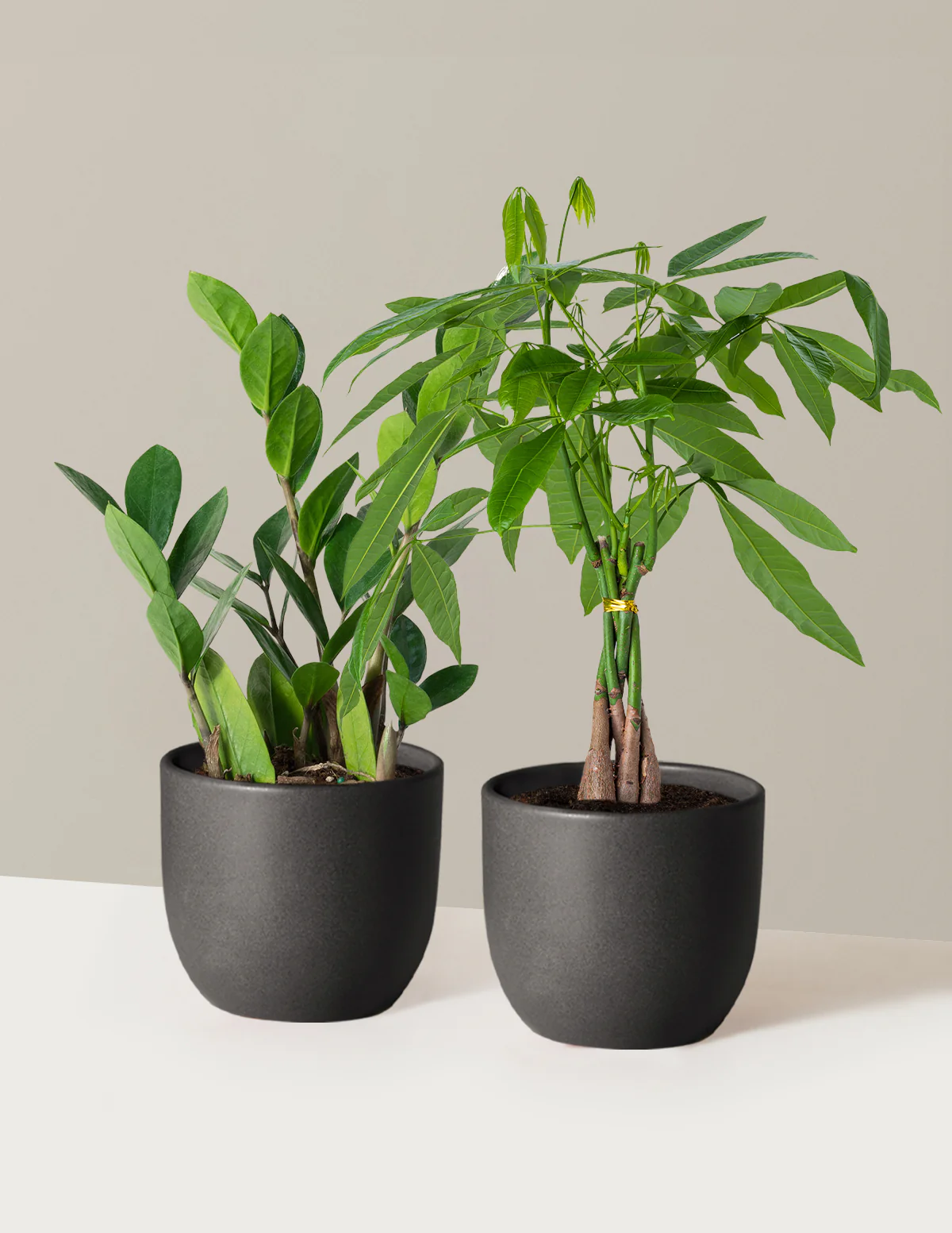 The Easy Care Duo - Image 3