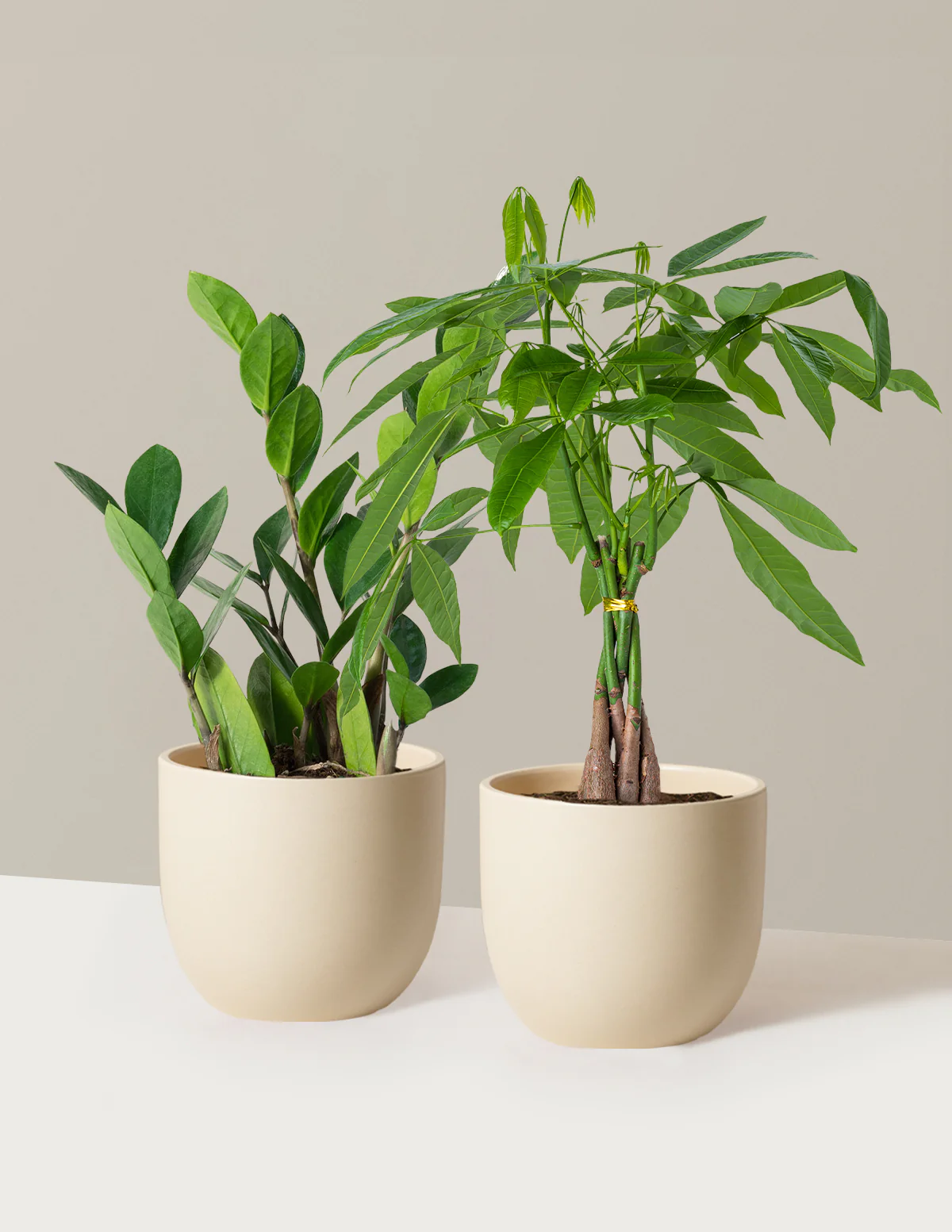 The Easy Care Duo - Image 4
