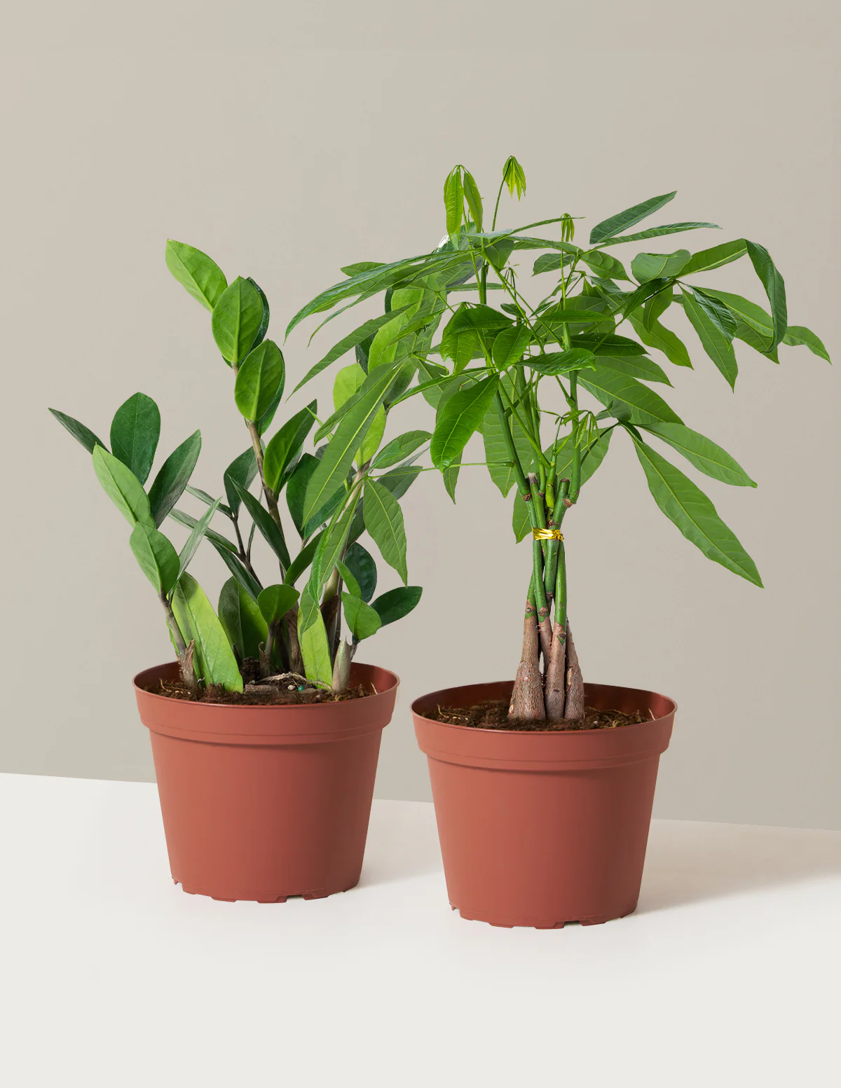 The Easy Care Duo - Image 5