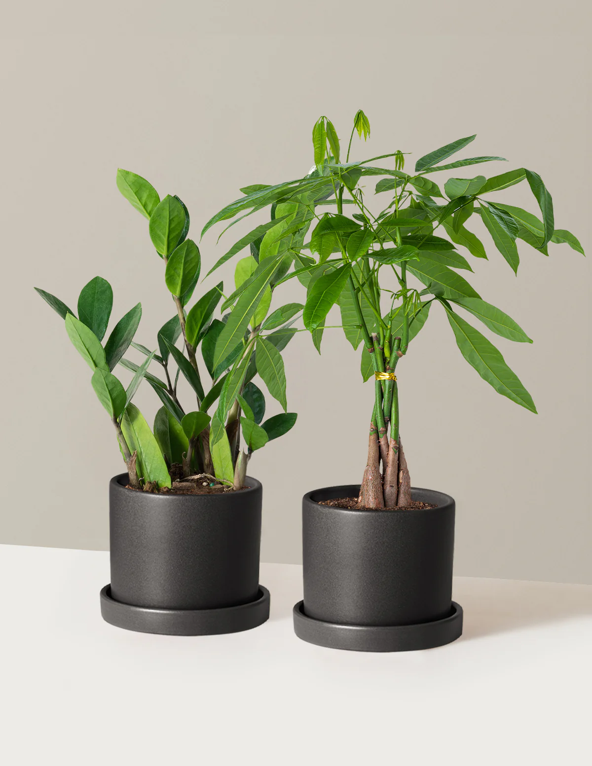 The Easy Care Duo - Image 6
