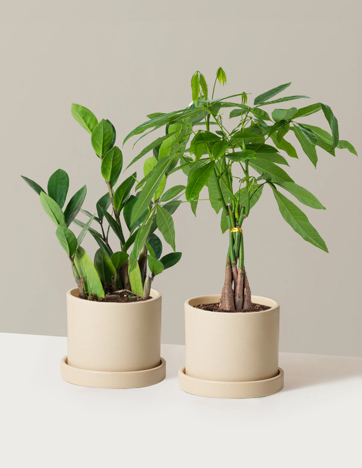 The Easy Care Duo - Image 7