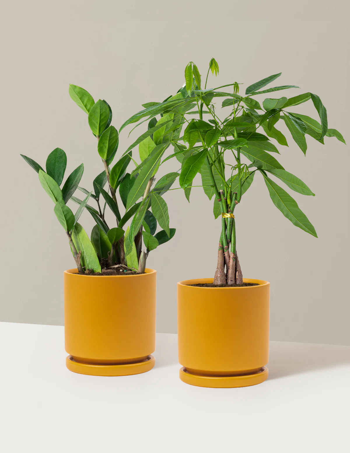 The Easy Care Duo - Image 9