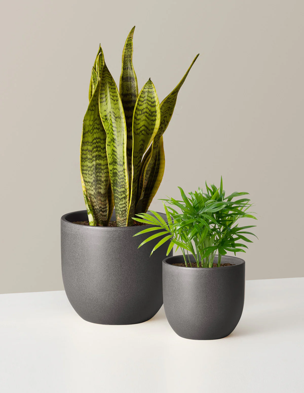 Hardy Houseplants Duo - Image 3
