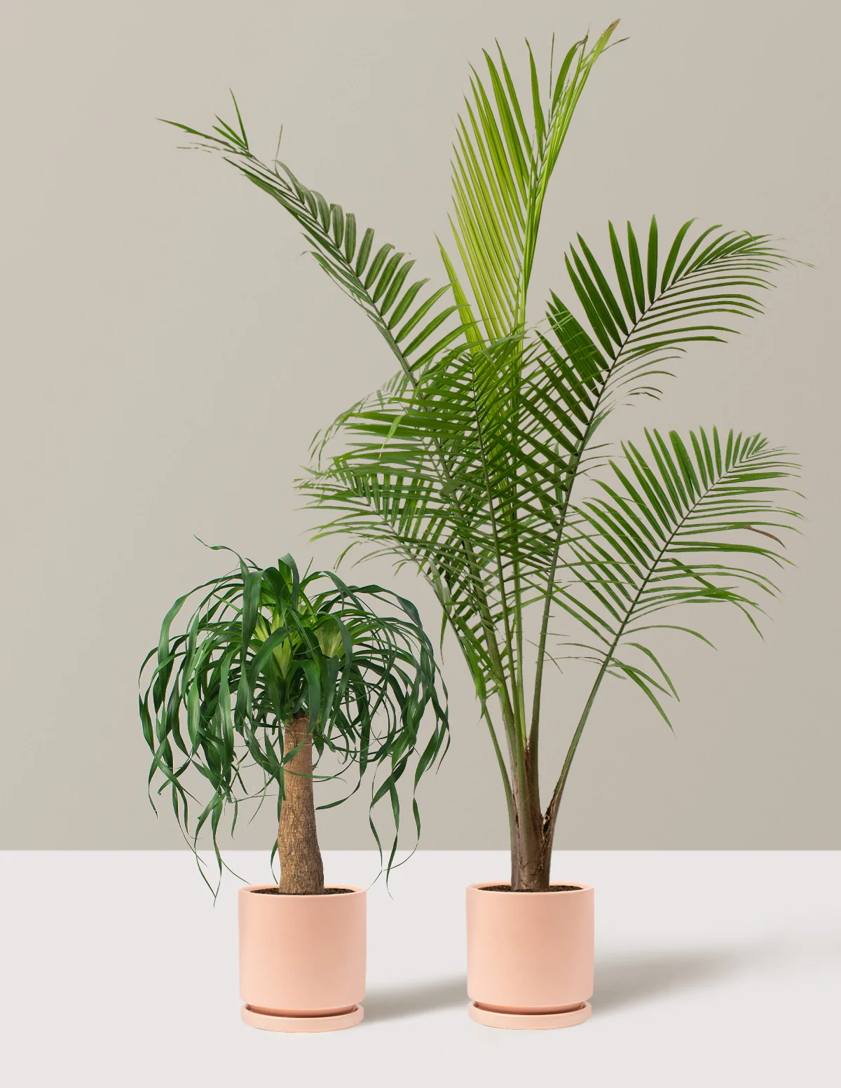 The Palm Bundle - Image 10