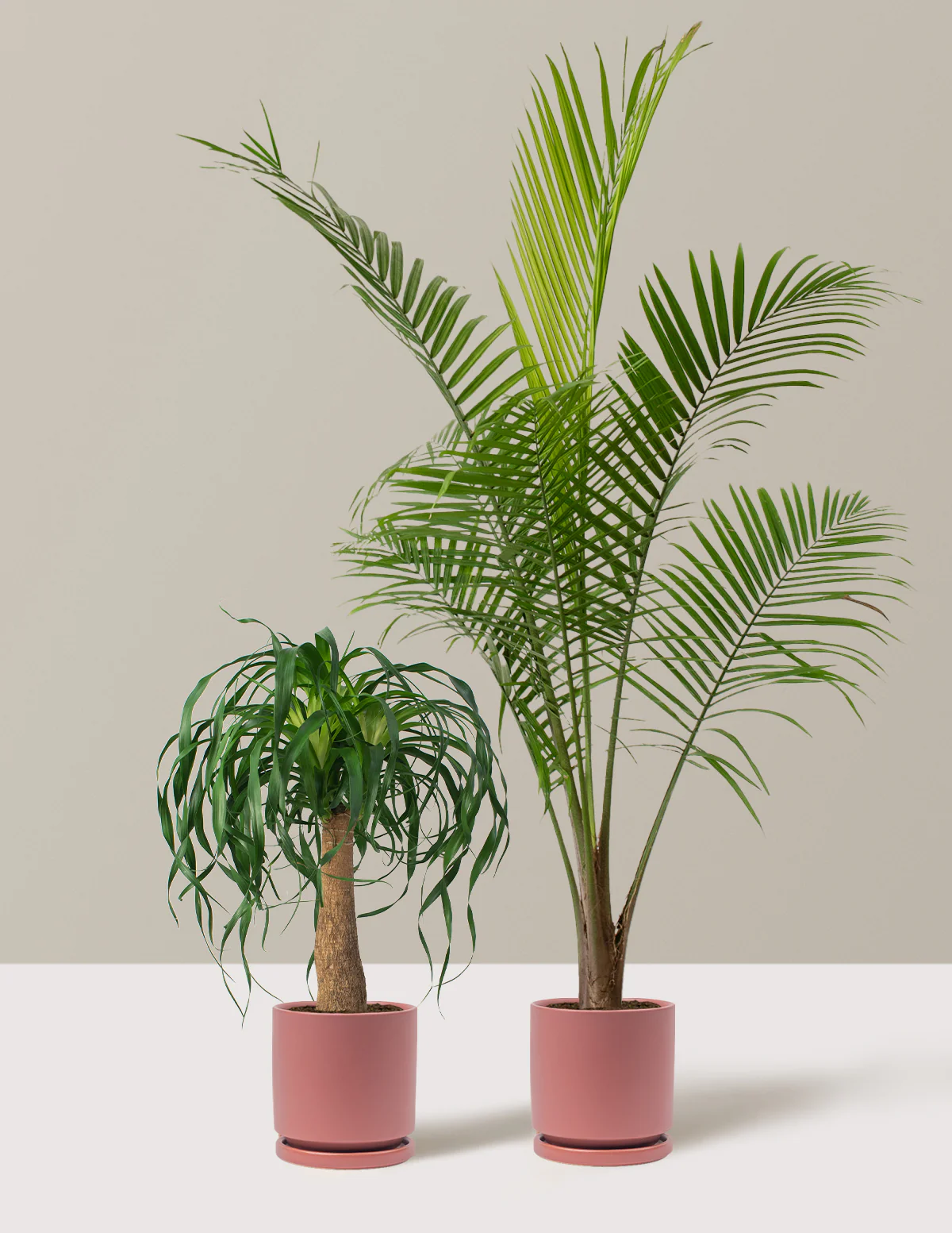 The Palm Bundle - Image 13