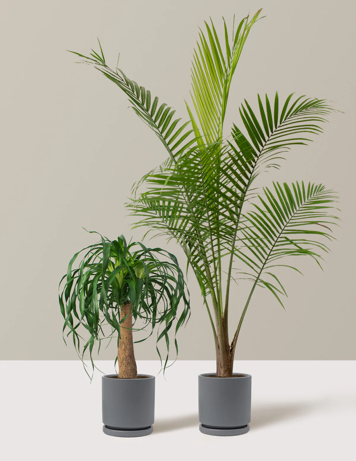 The Palm Bundle - Image 14