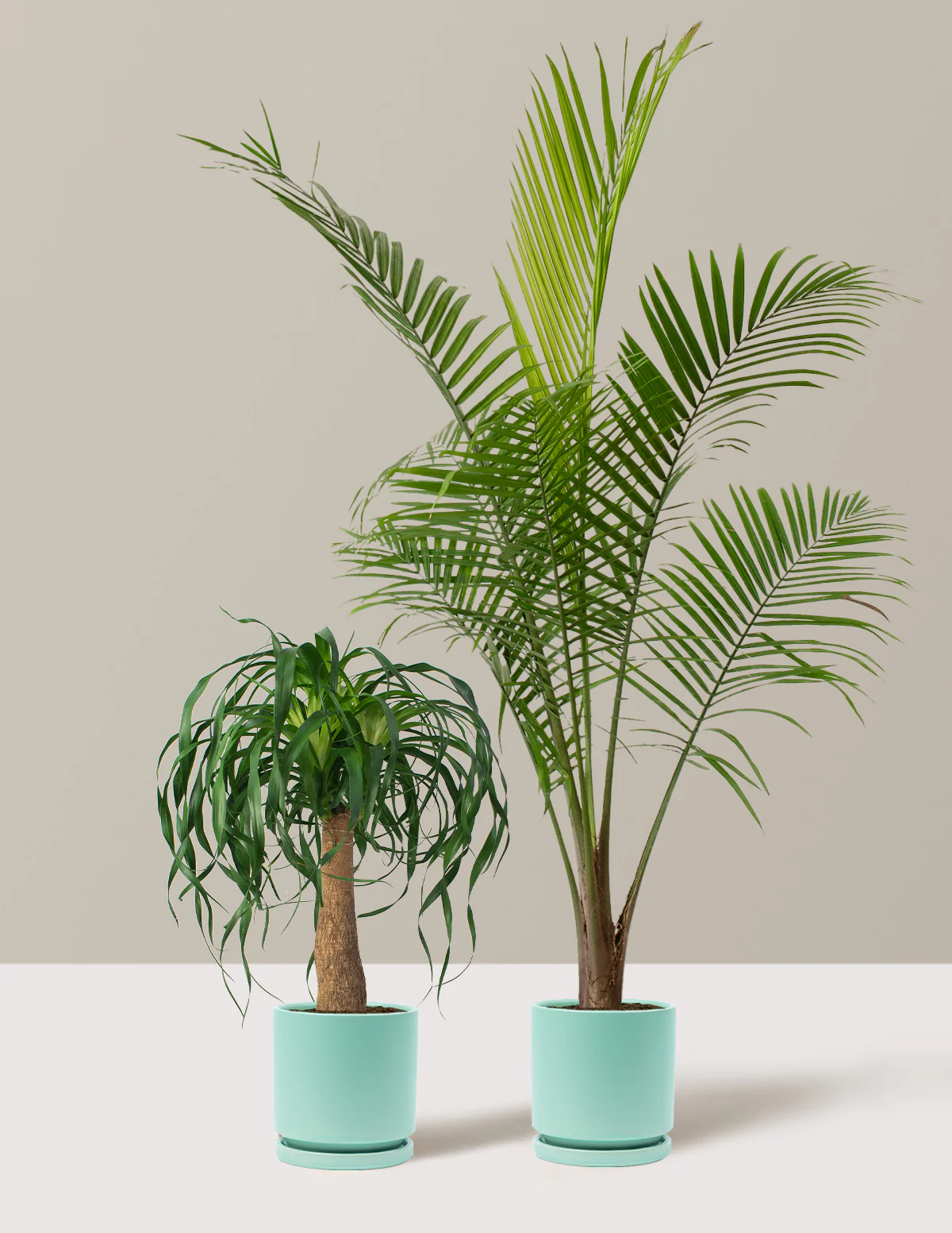 The Palm Bundle - Image 16