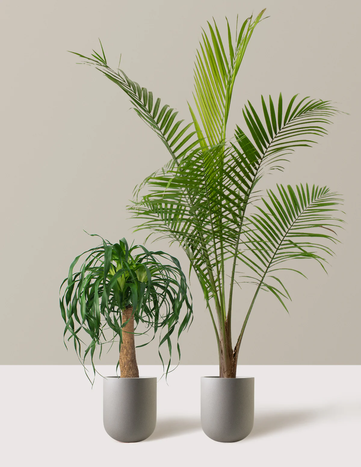The Palm Bundle - Image 3